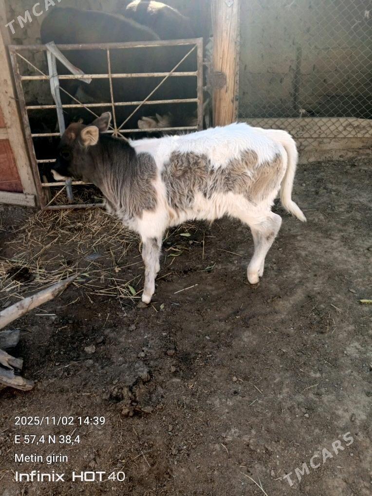 goleli sygyr - Бахарден - img 2