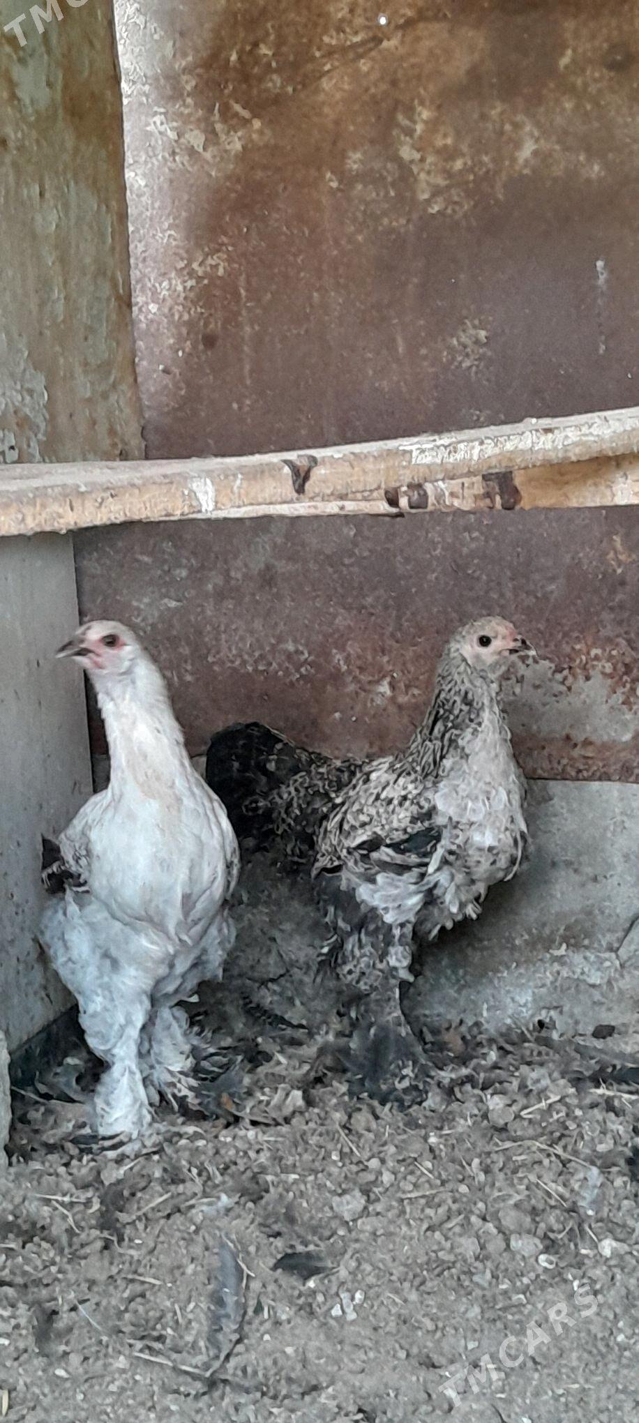 Balgar towuk - Aşgabat - img 2