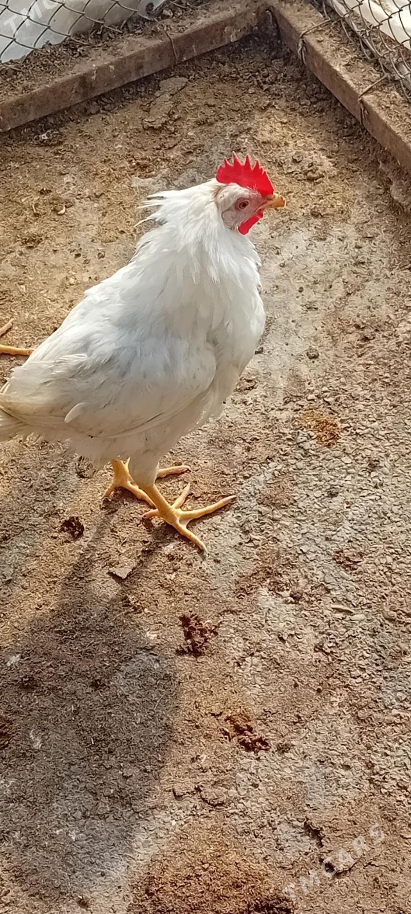 Jüýje - Гёкдепе - img 1