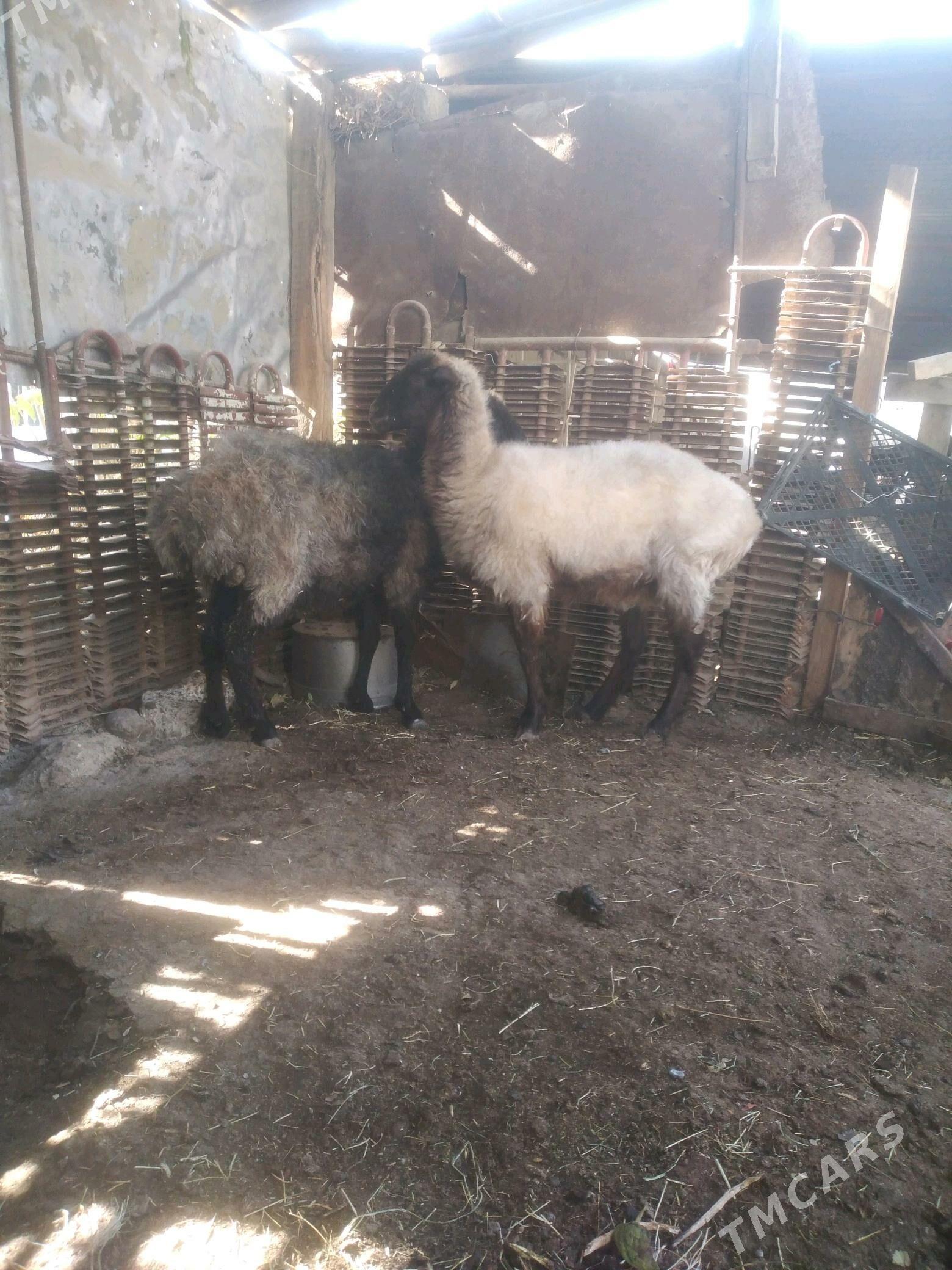 issek goyun - Ашхабад - img 3