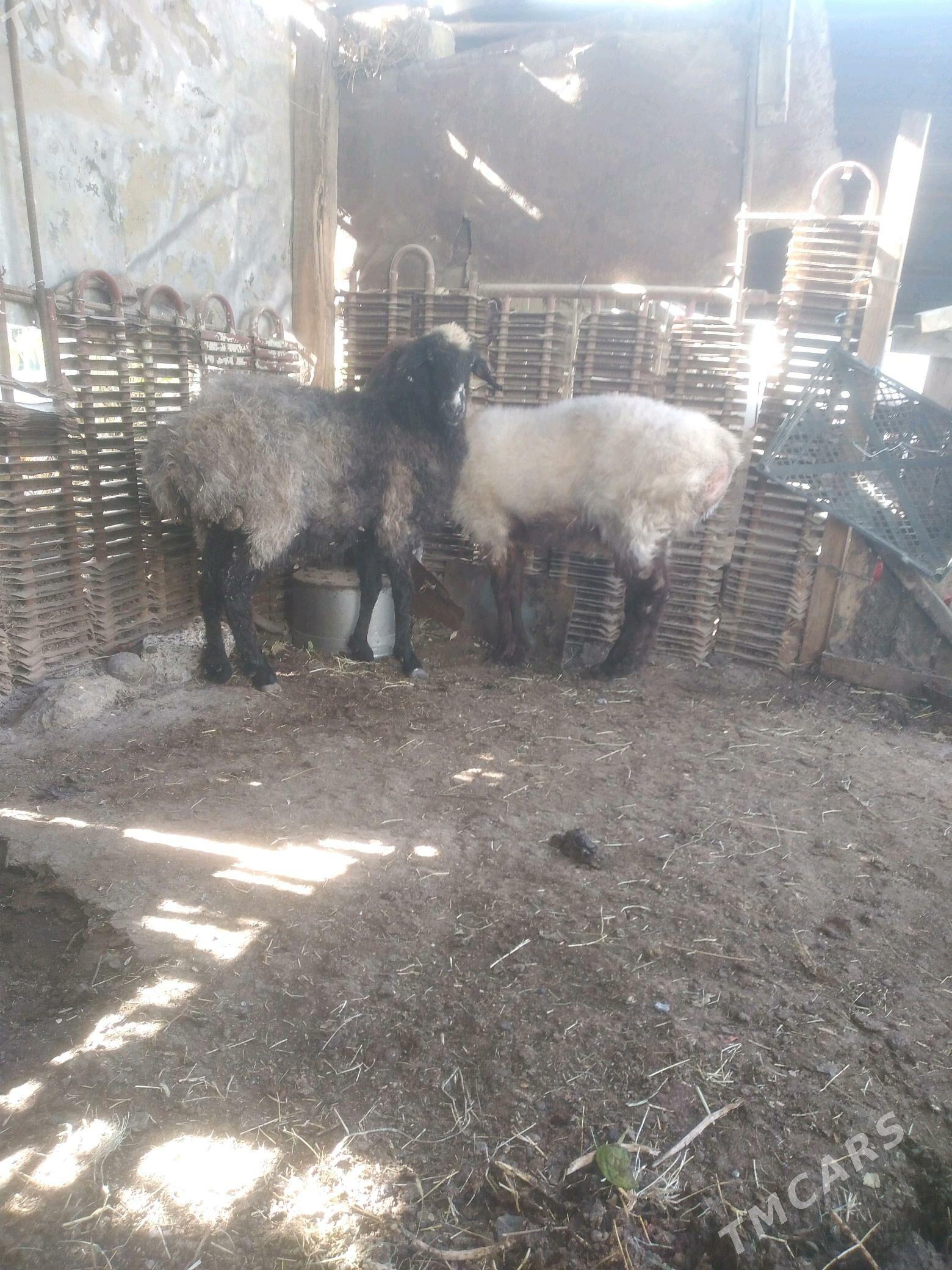 issek goyun - Ашхабад - img 2