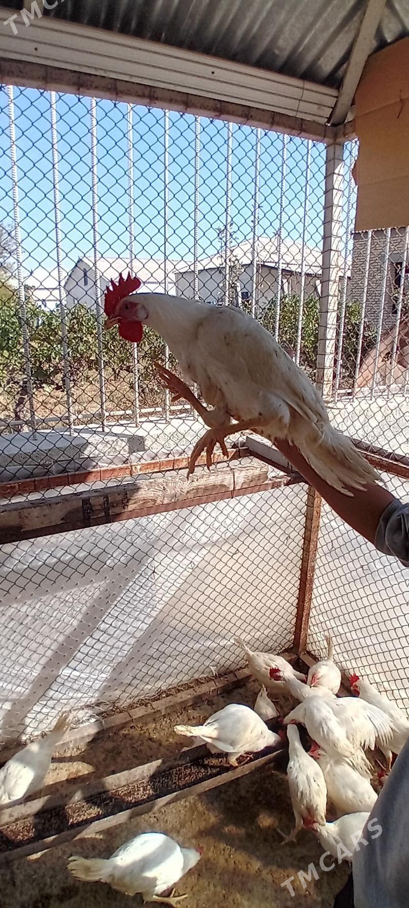 Jüýje - Gökdepe - img 2