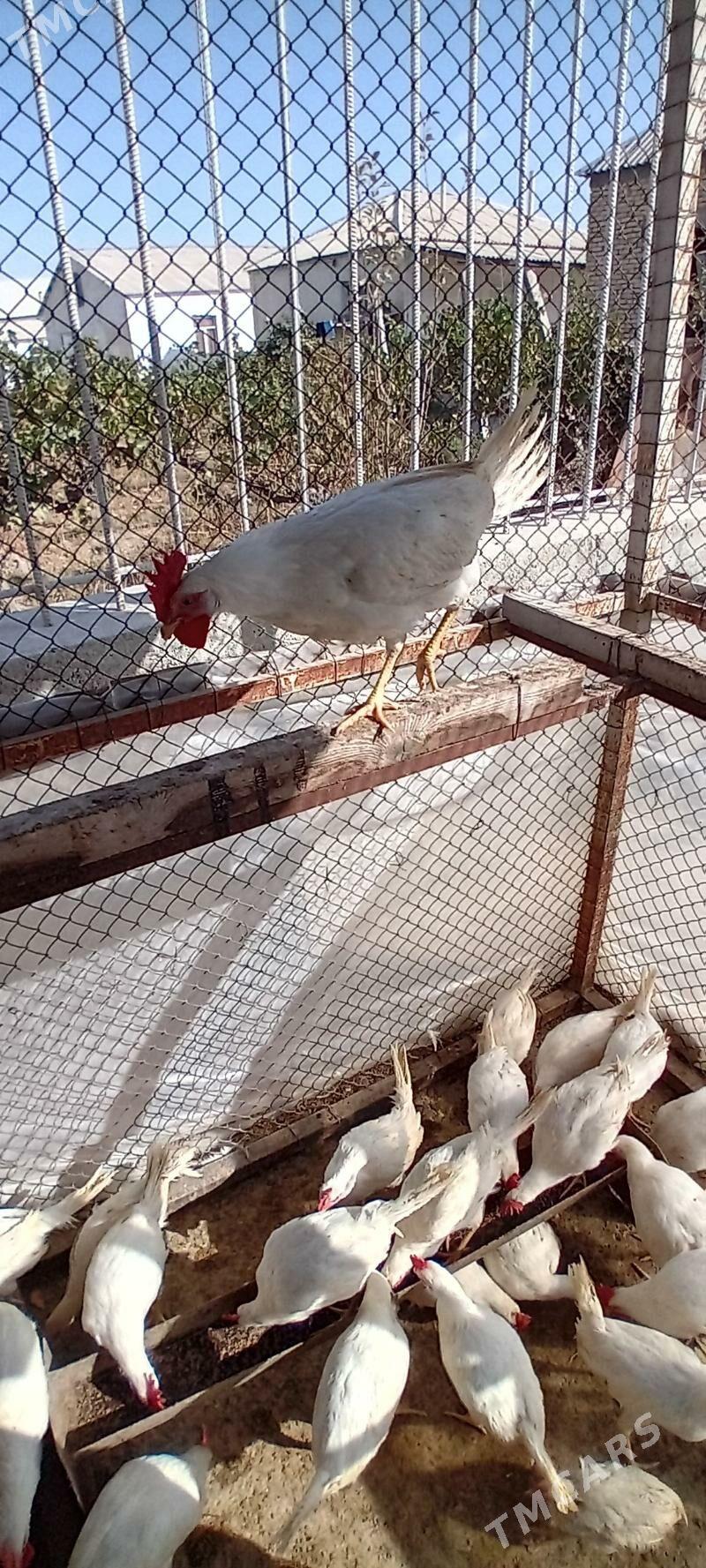 Jüýje - Gökdepe - img 3