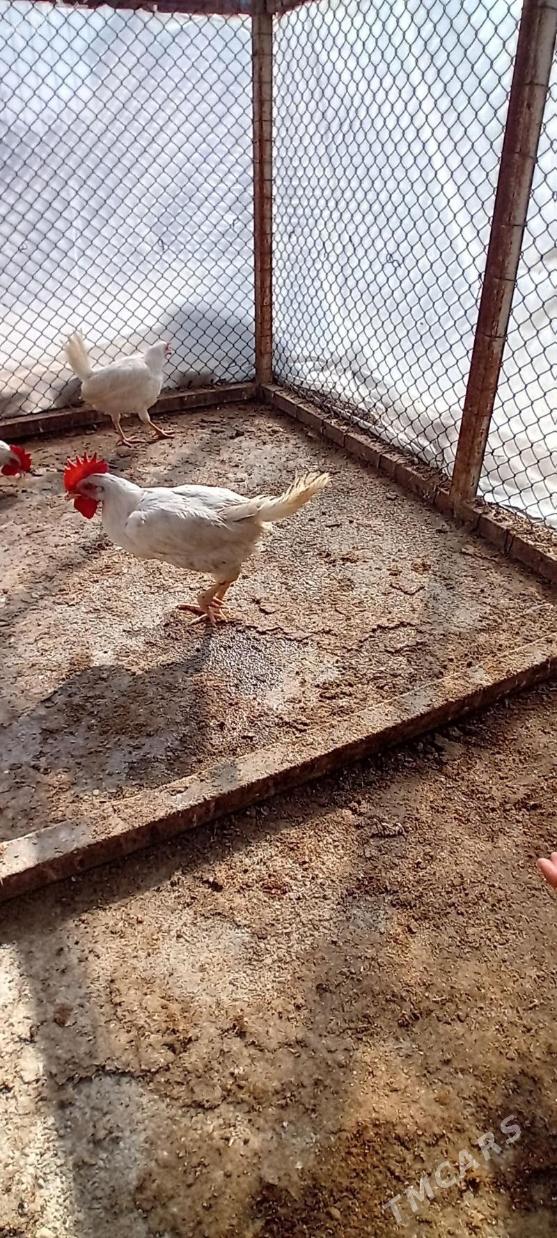 Jüýje - Gökdepe - img 4