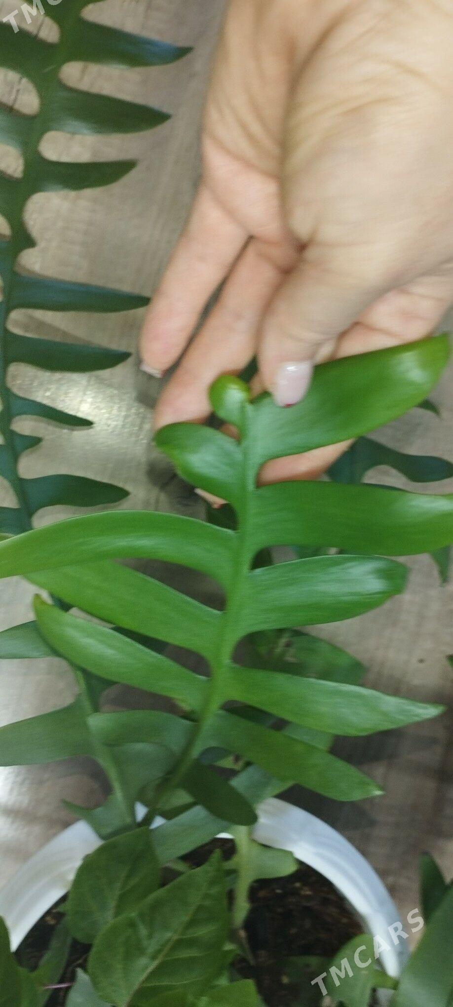 марниера - Aşgabat - img 1