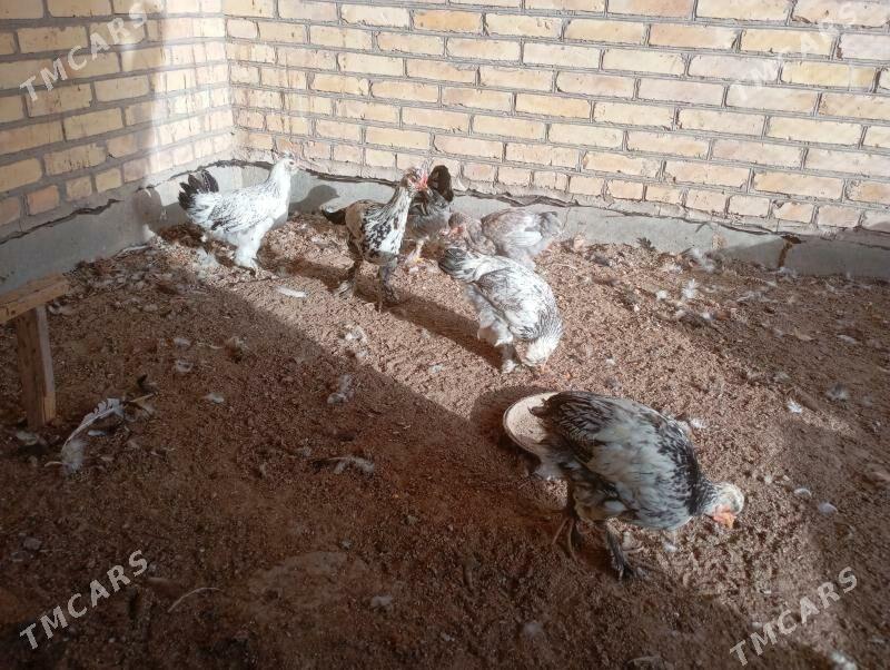 брама+гигант джужелер - Farap - img 5