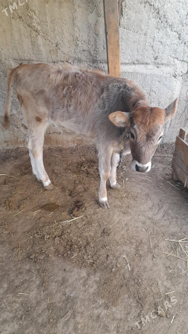 gole tuwe - Гёкдепе - img 3