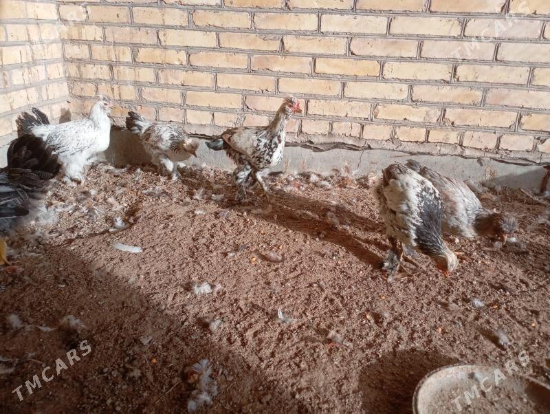 брама+гигант джужелер - Farap - img 2