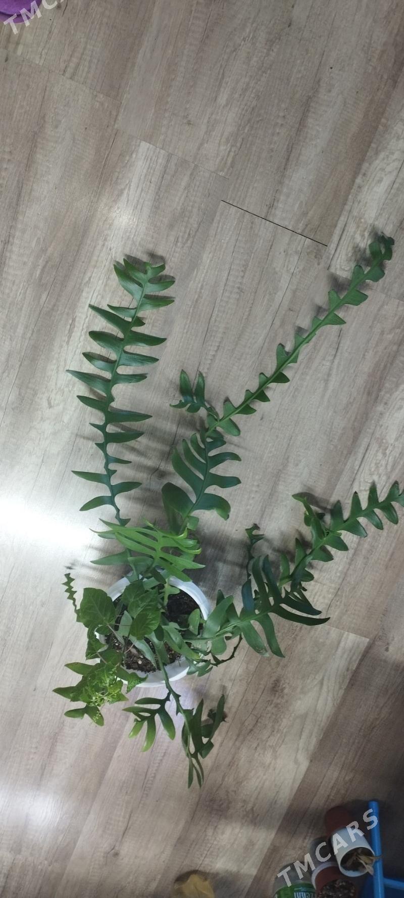 марниера - Aşgabat - img 2