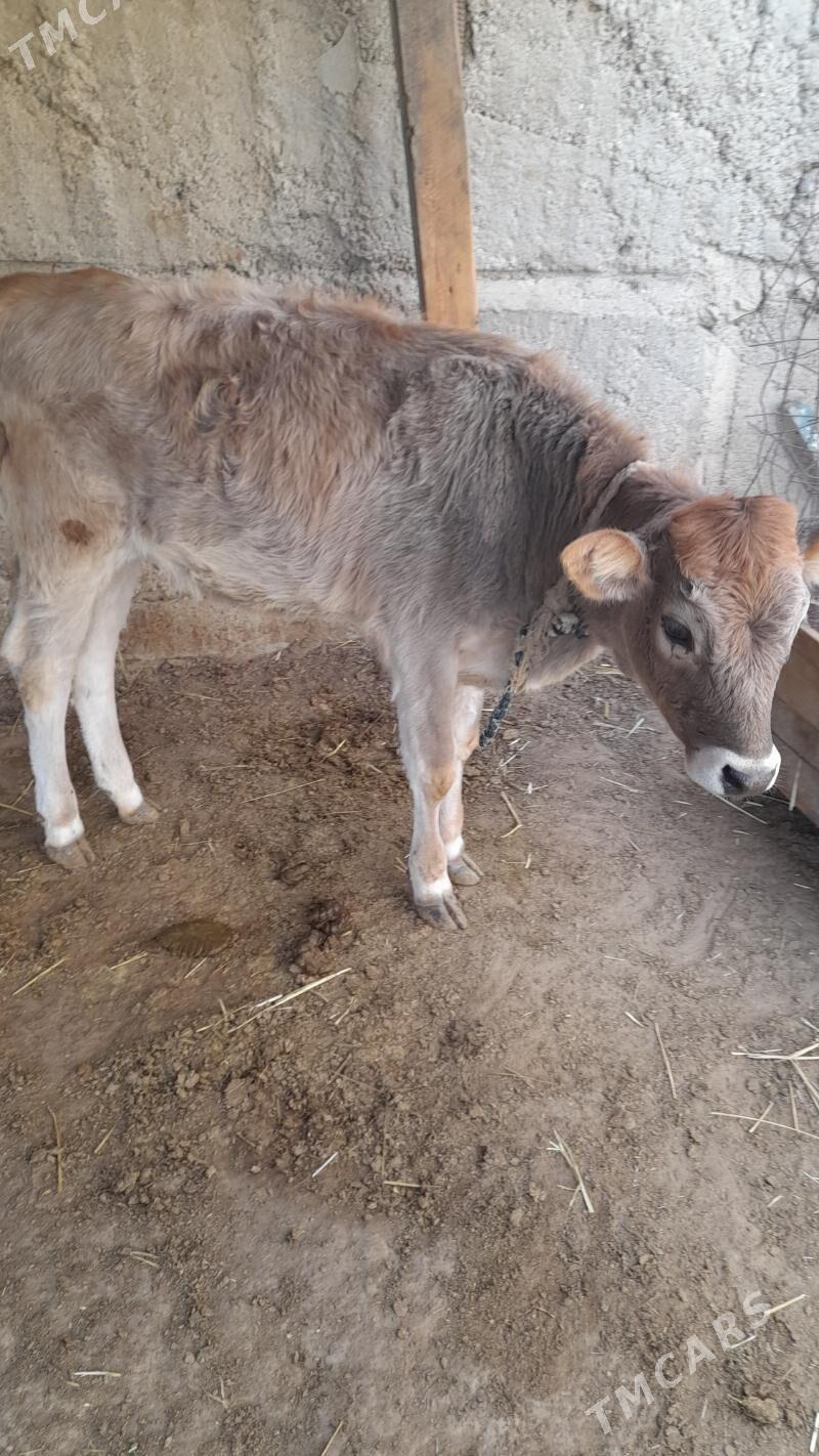 gole tuwe - Гёкдепе - img 2