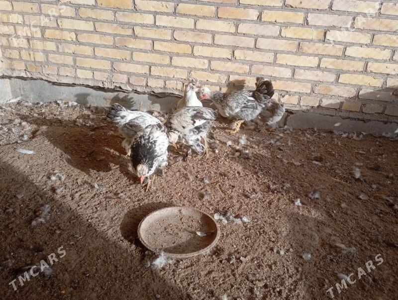 брама+гигант джужелер - Farap - img 4