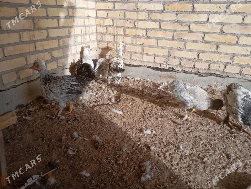 брама+гигант джужелер - Farap - img 3