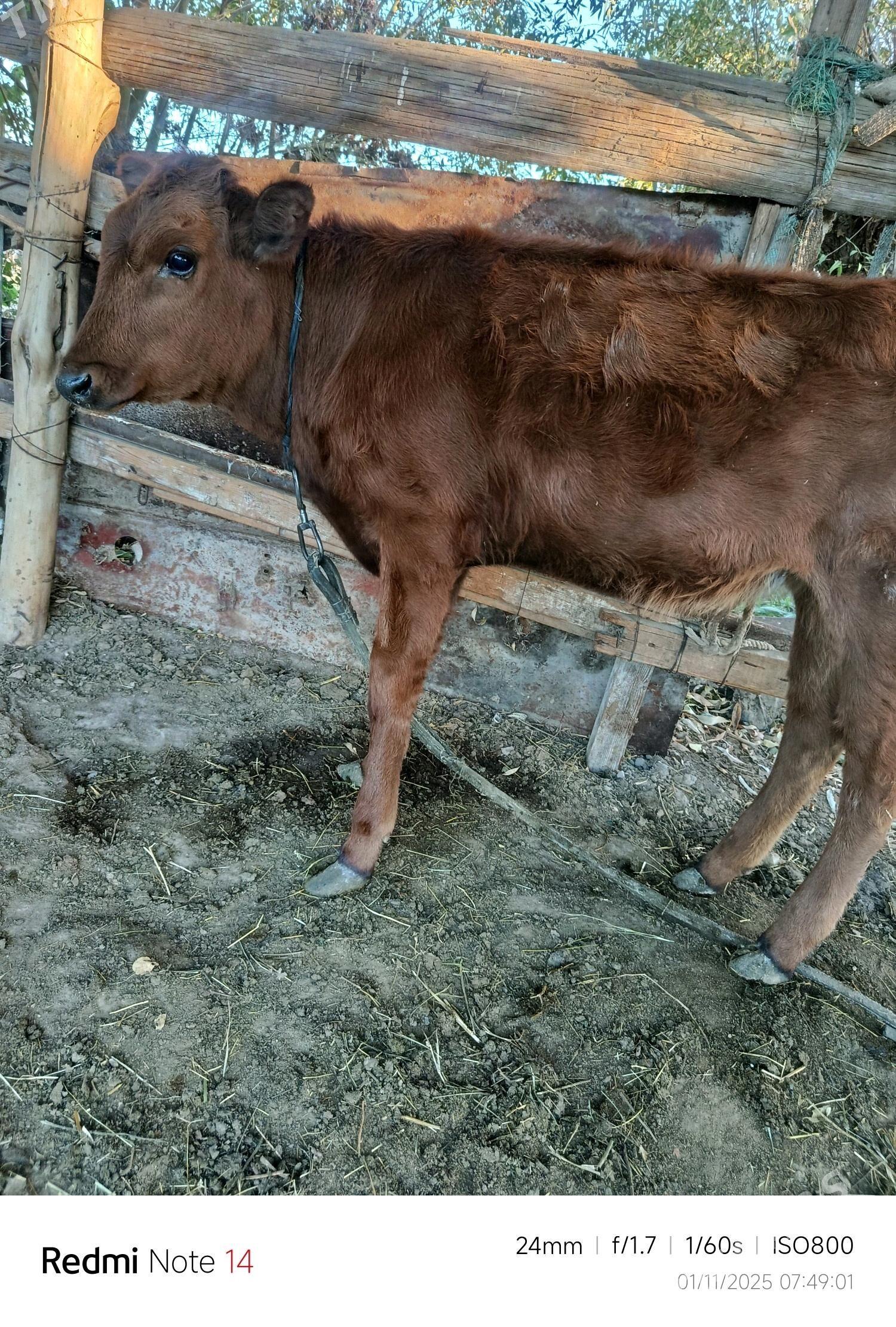 gulajyn gole - Sakarçäge - img 2