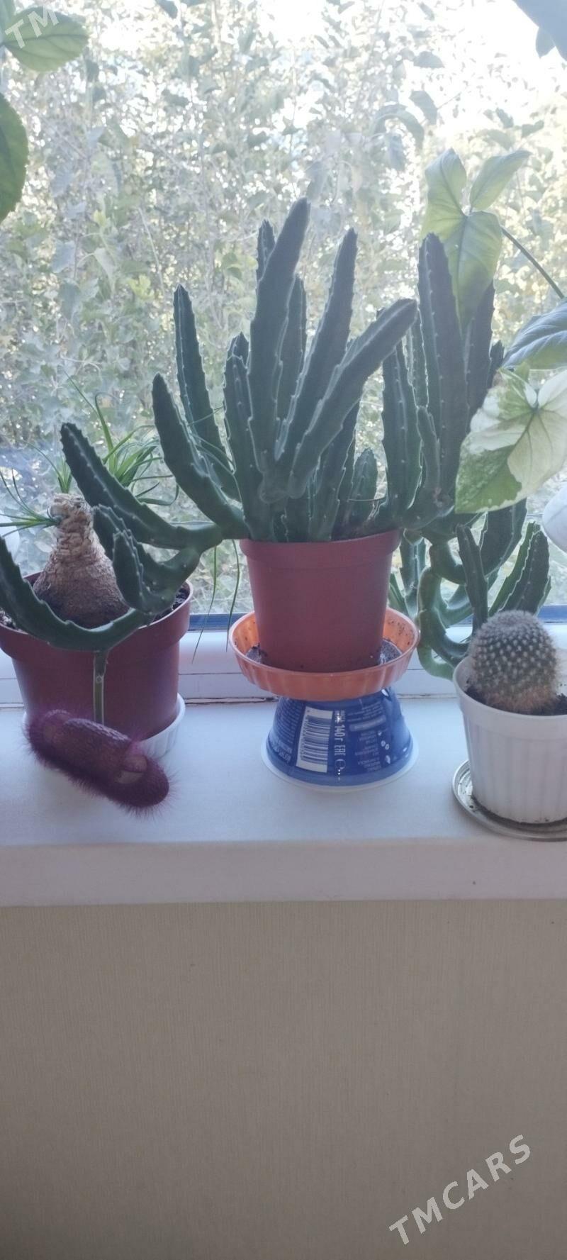 Стапелии - Aşgabat - img 3