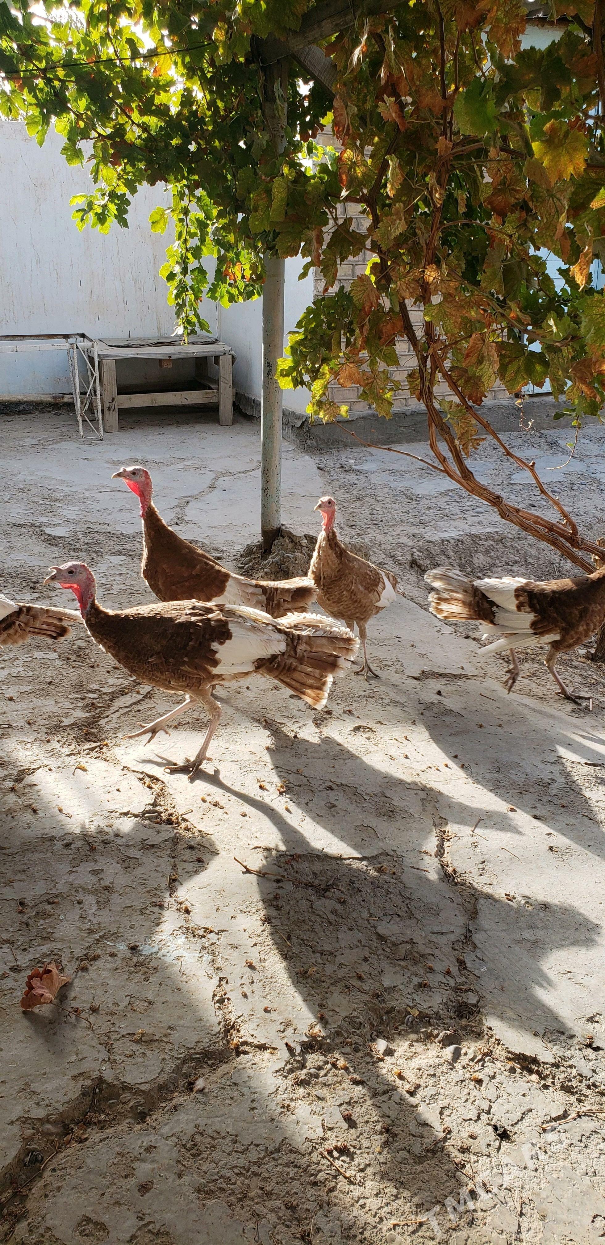 Индук - Baýramaly - img 3