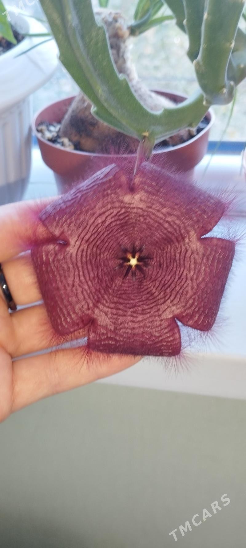 Стапелии - Aşgabat - img 1