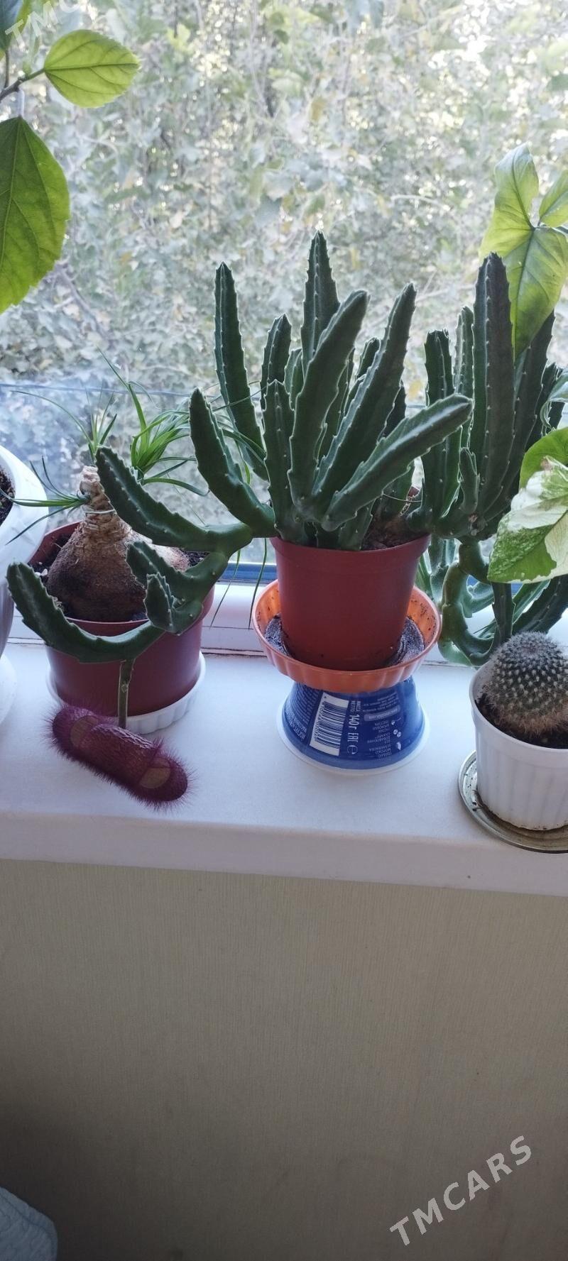 Стапелии - Aşgabat - img 2