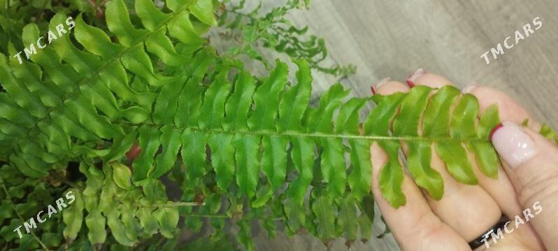 папоротник - Aşgabat - img 1