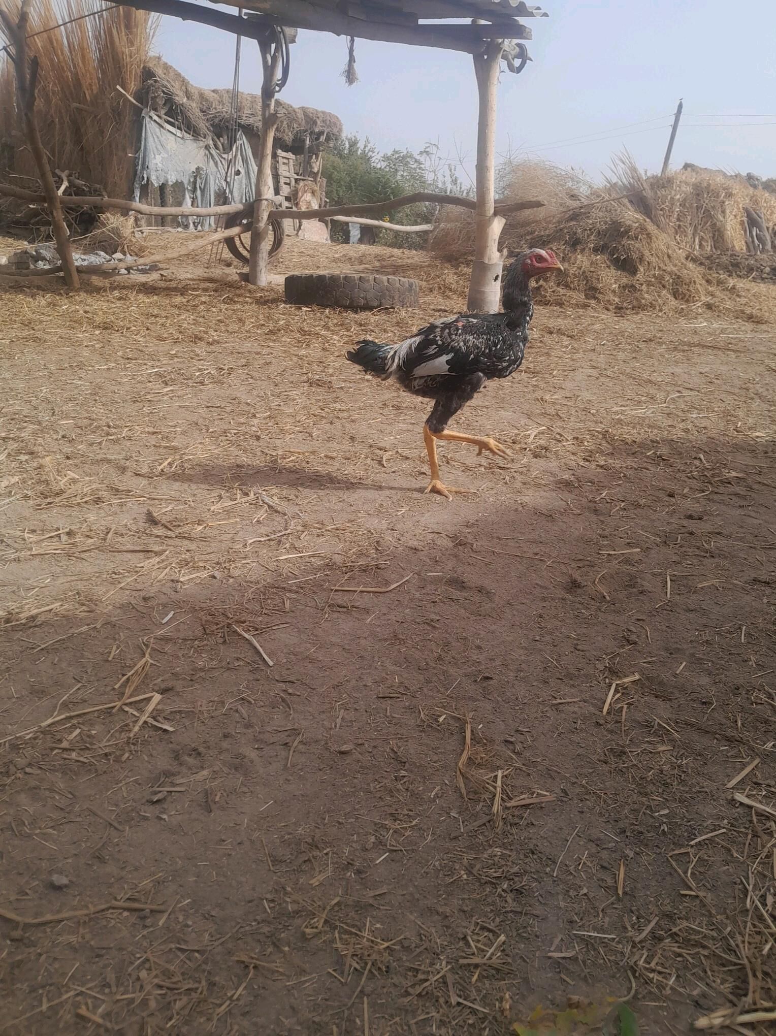 Bayes horazlar - Saýat - img 4