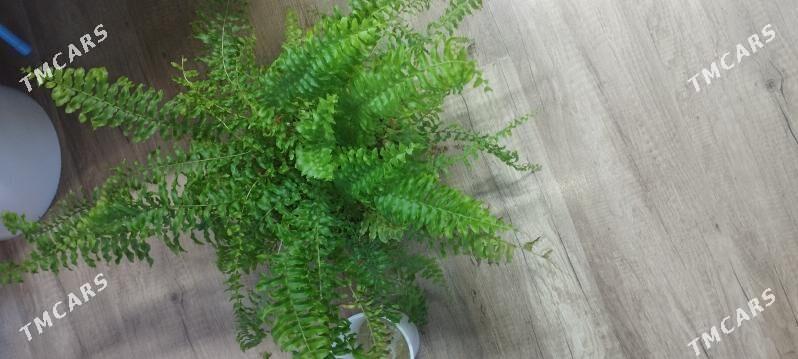 папоротник - Aşgabat - img 2