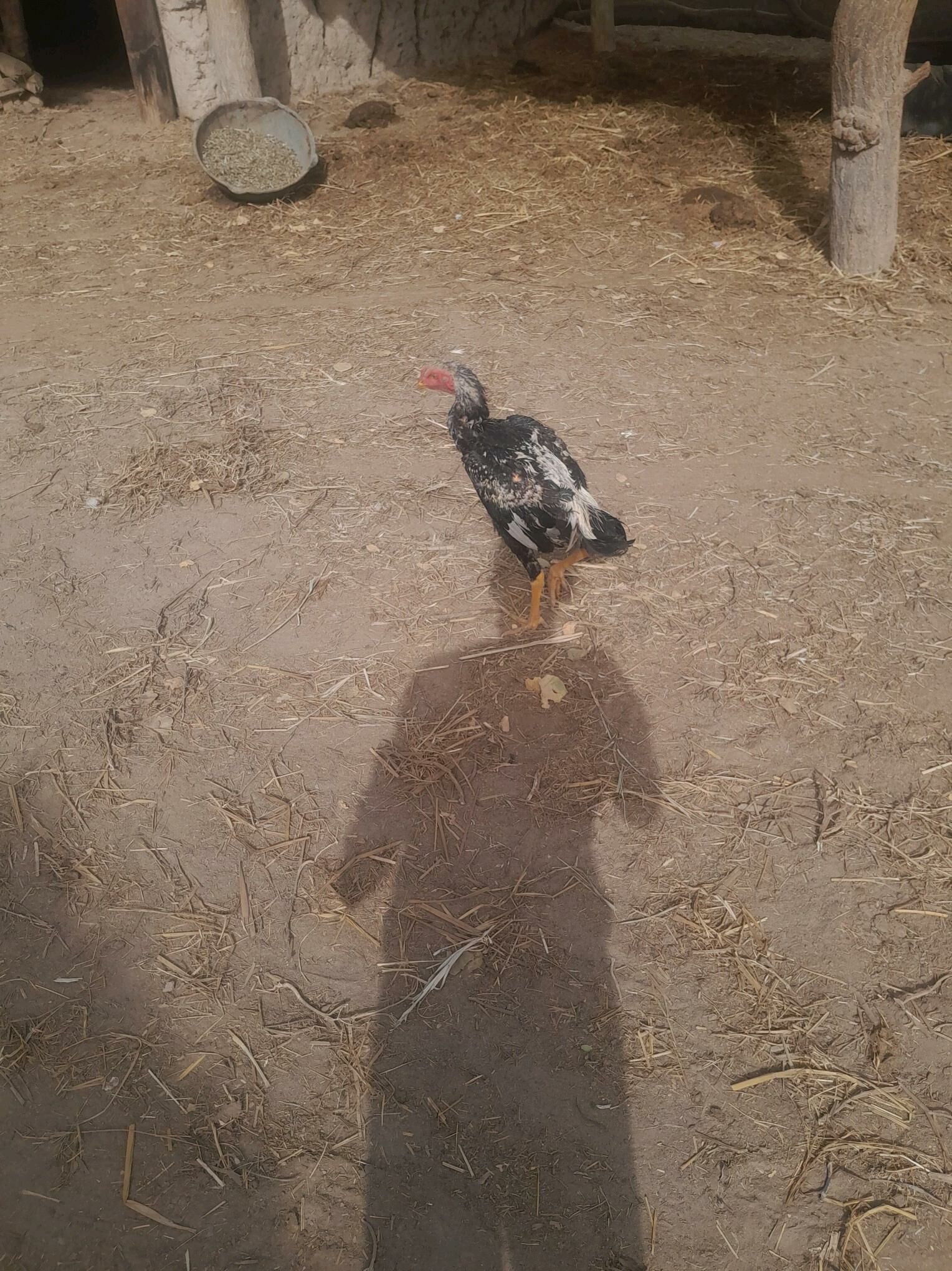 Bayes horazlar - Saýat - img 7