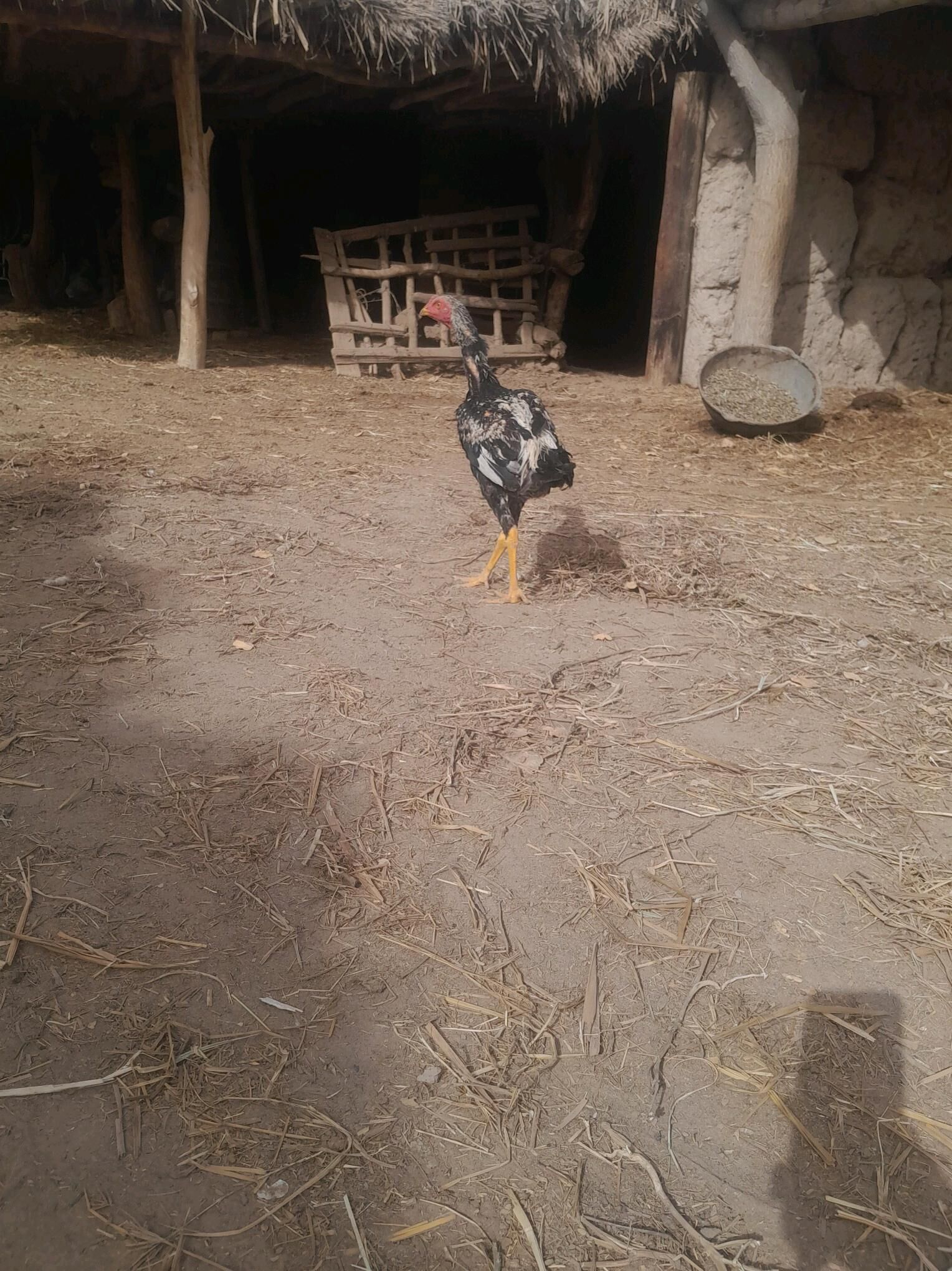 Bayes horazlar - Saýat - img 6