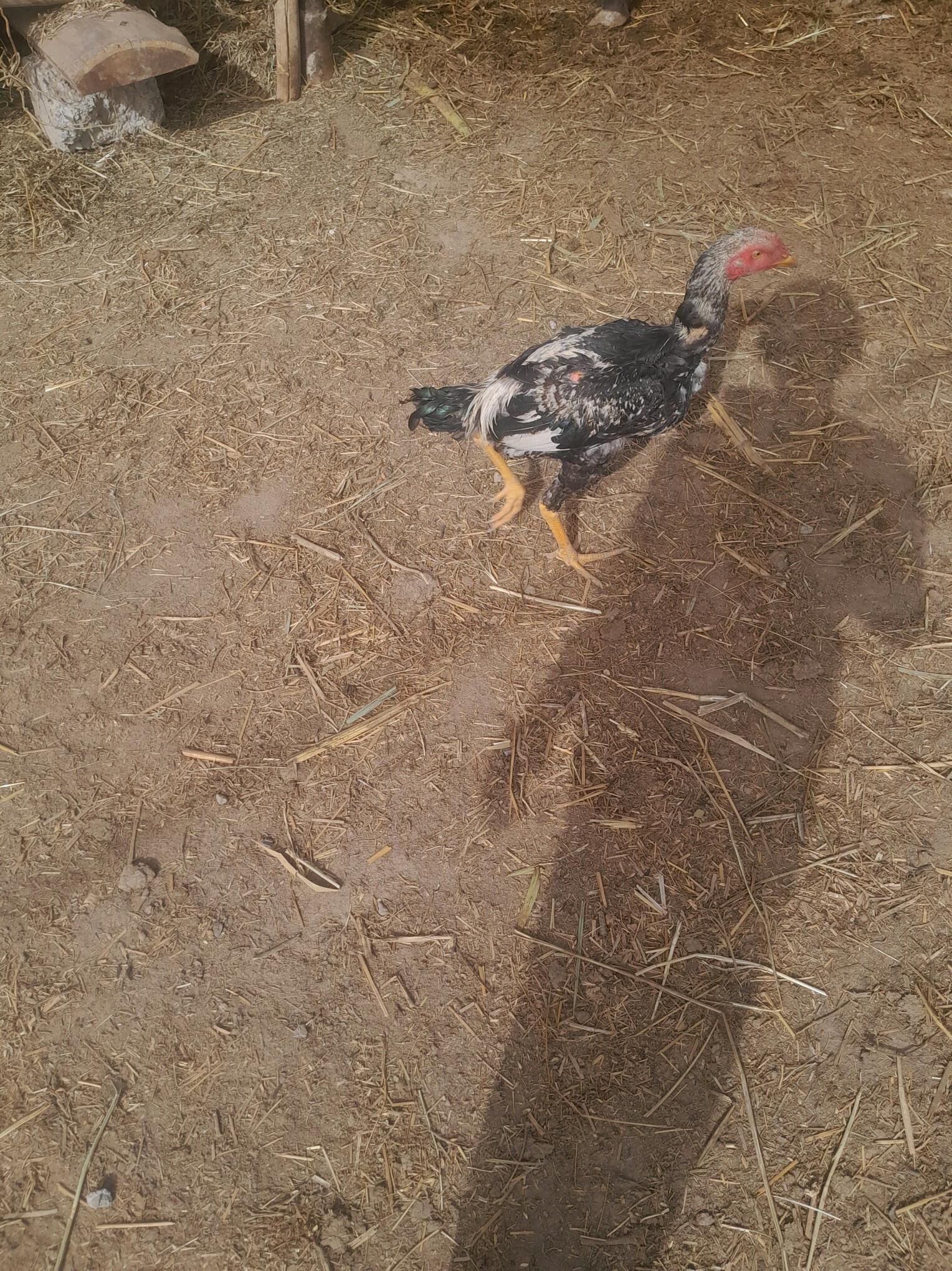 Bayes horazlar - Saýat - img 2