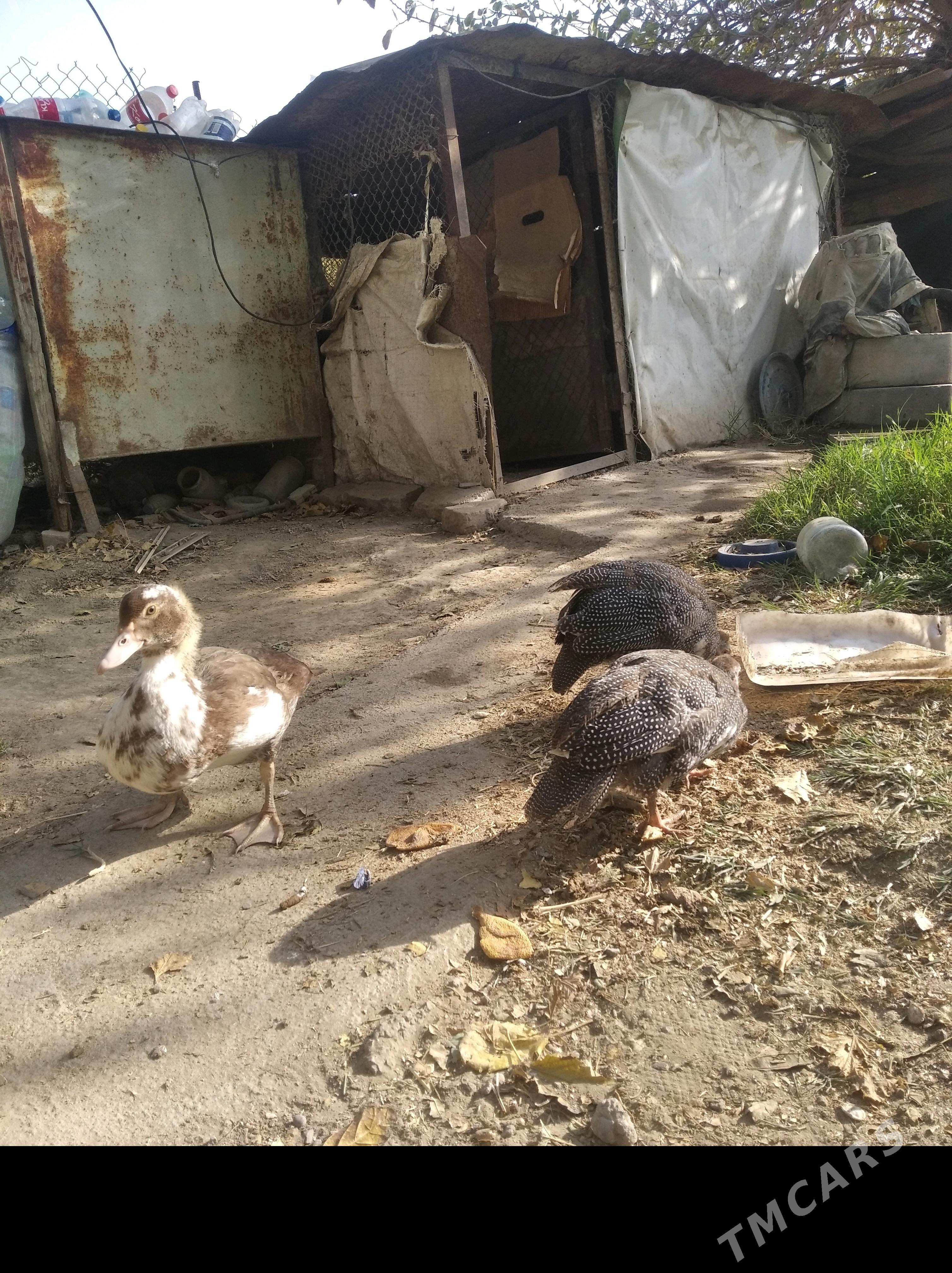 sisarika - Гёкдепе - img 2