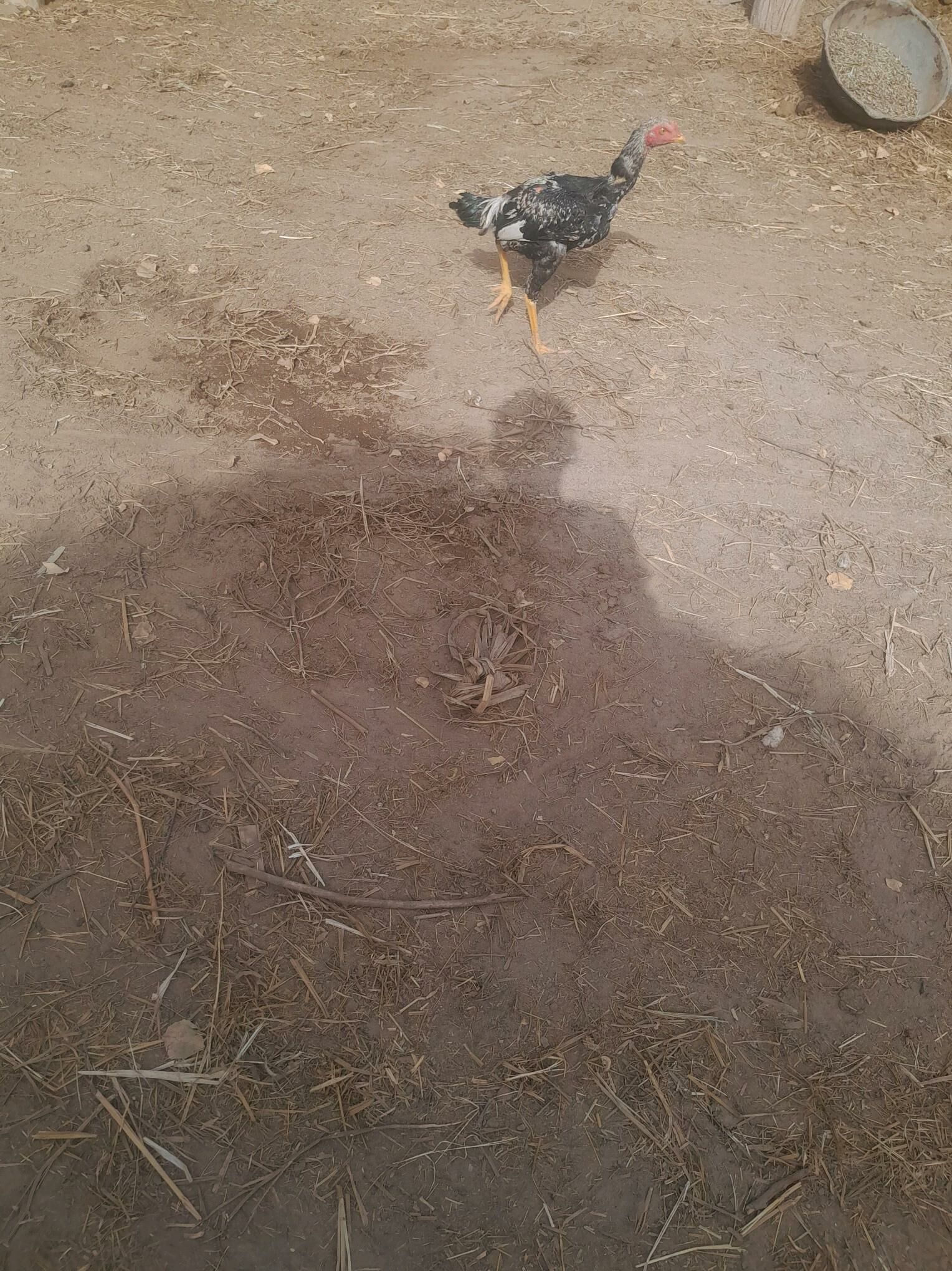 Bayes horazlar - Saýat - img 3