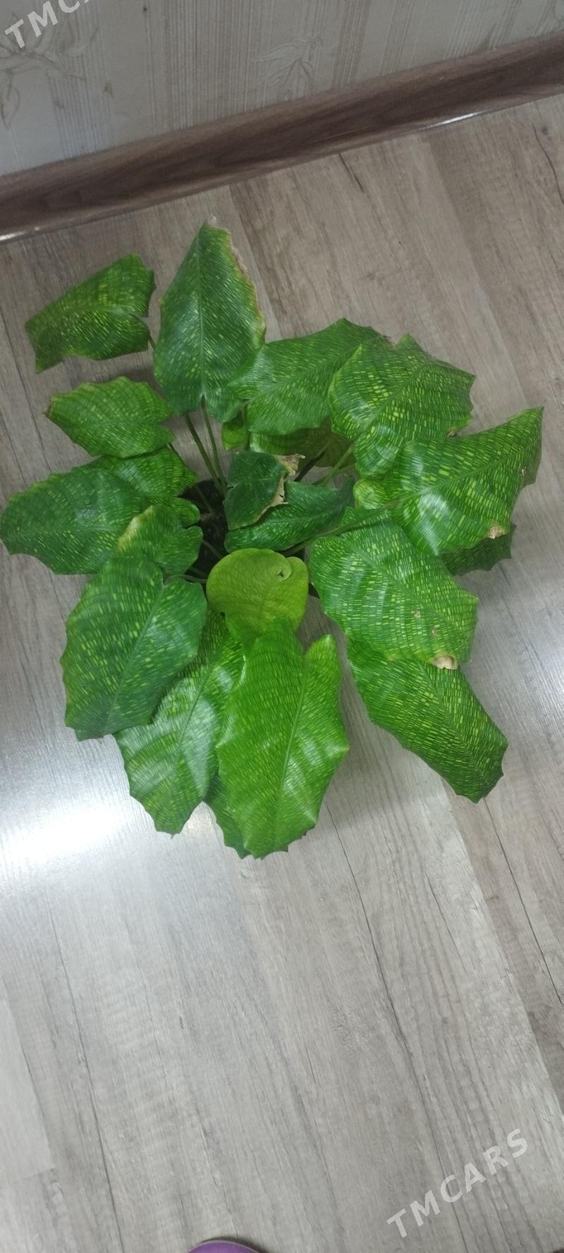 Калатея Мазаика - Ашхабад - img 2