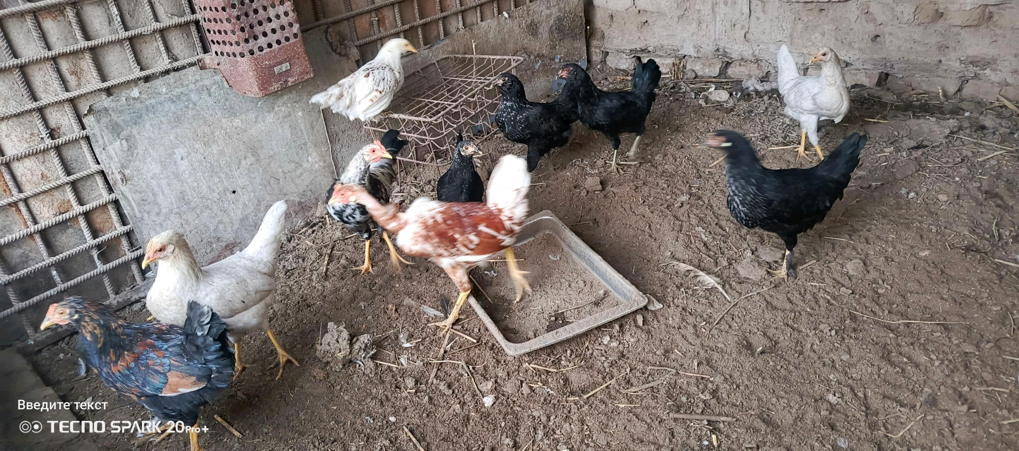 товук хораз - Туркменабат - img 4