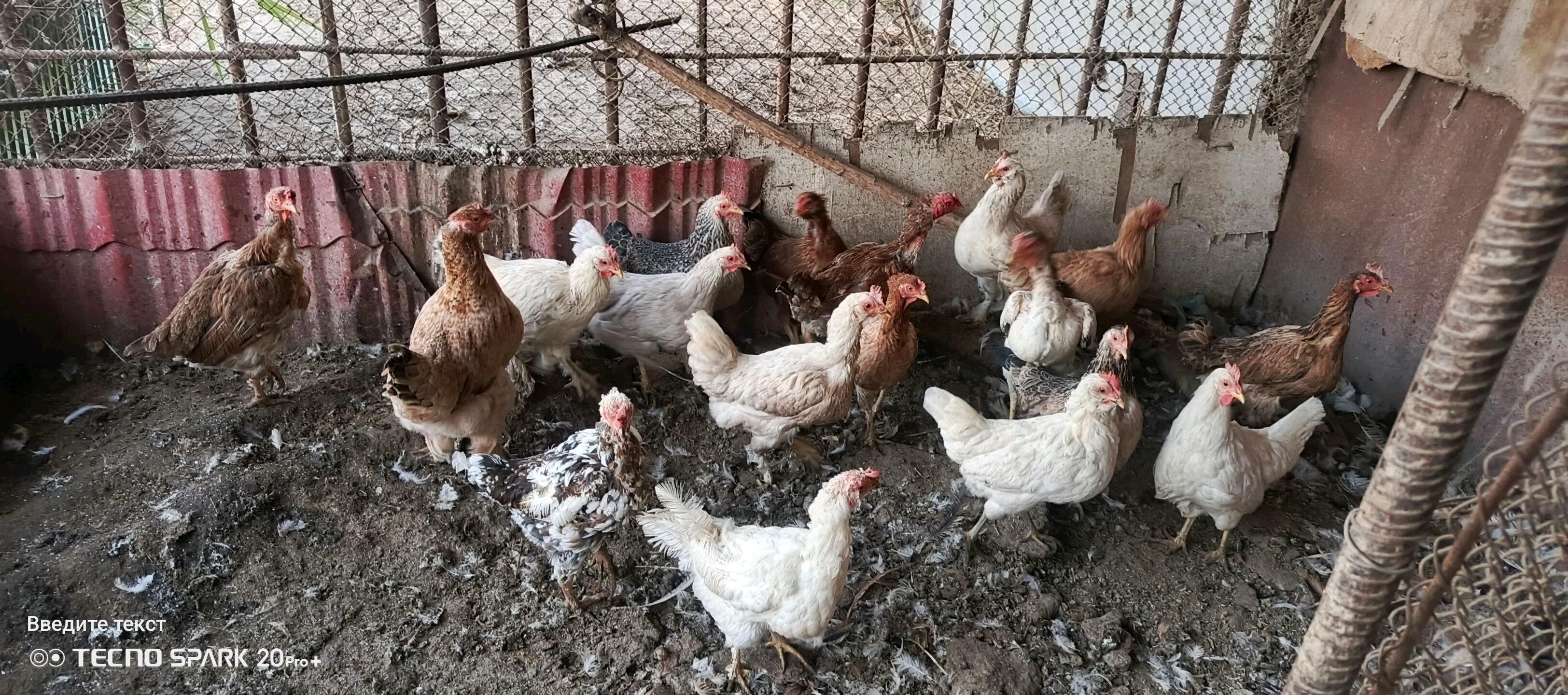 товук хораз - Туркменабат - img 3