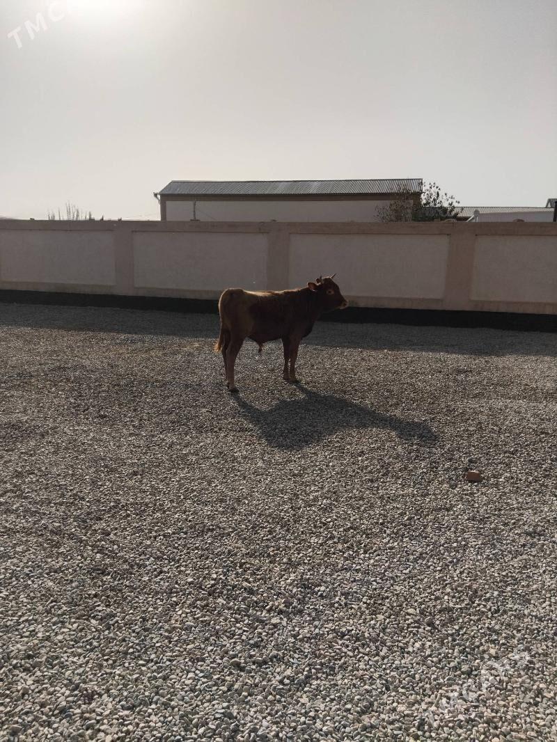 Öküz - Wekilbazar - img 5