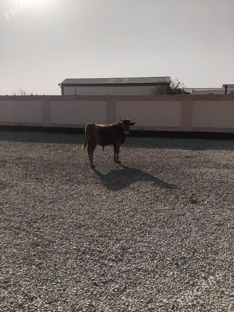 Öküz - Wekilbazar - img 6