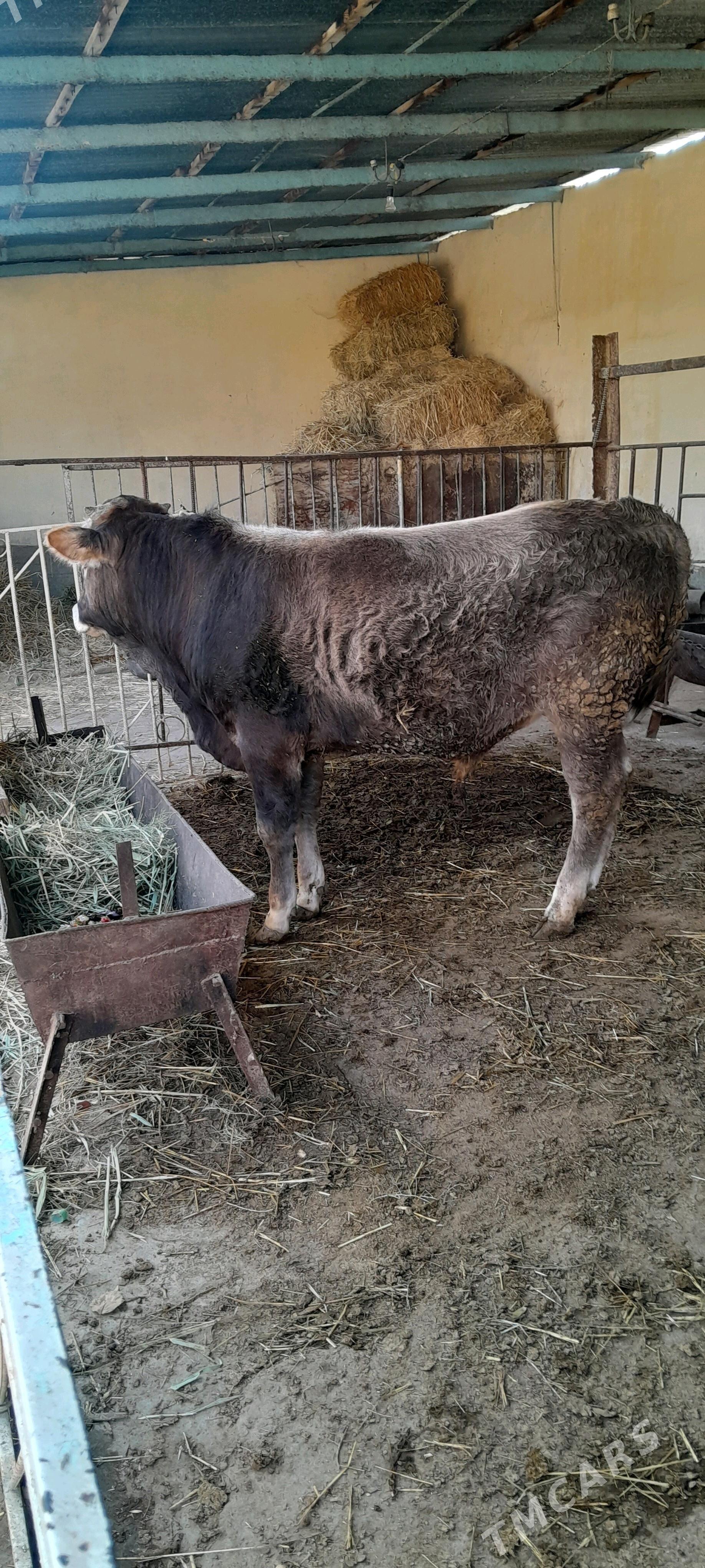 Bakylan şwes öküz - Бахарден - img 2