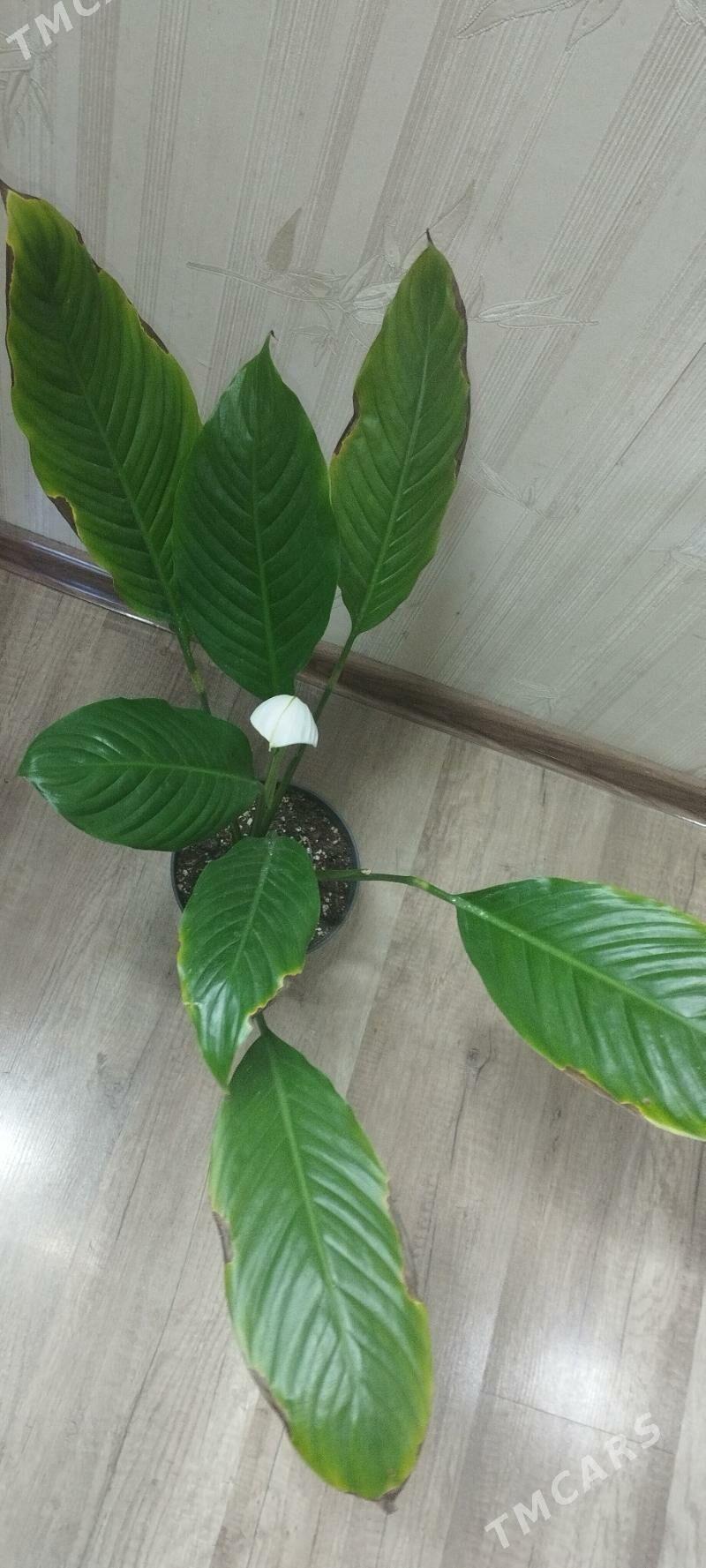 женское счастье - Aşgabat - img 2