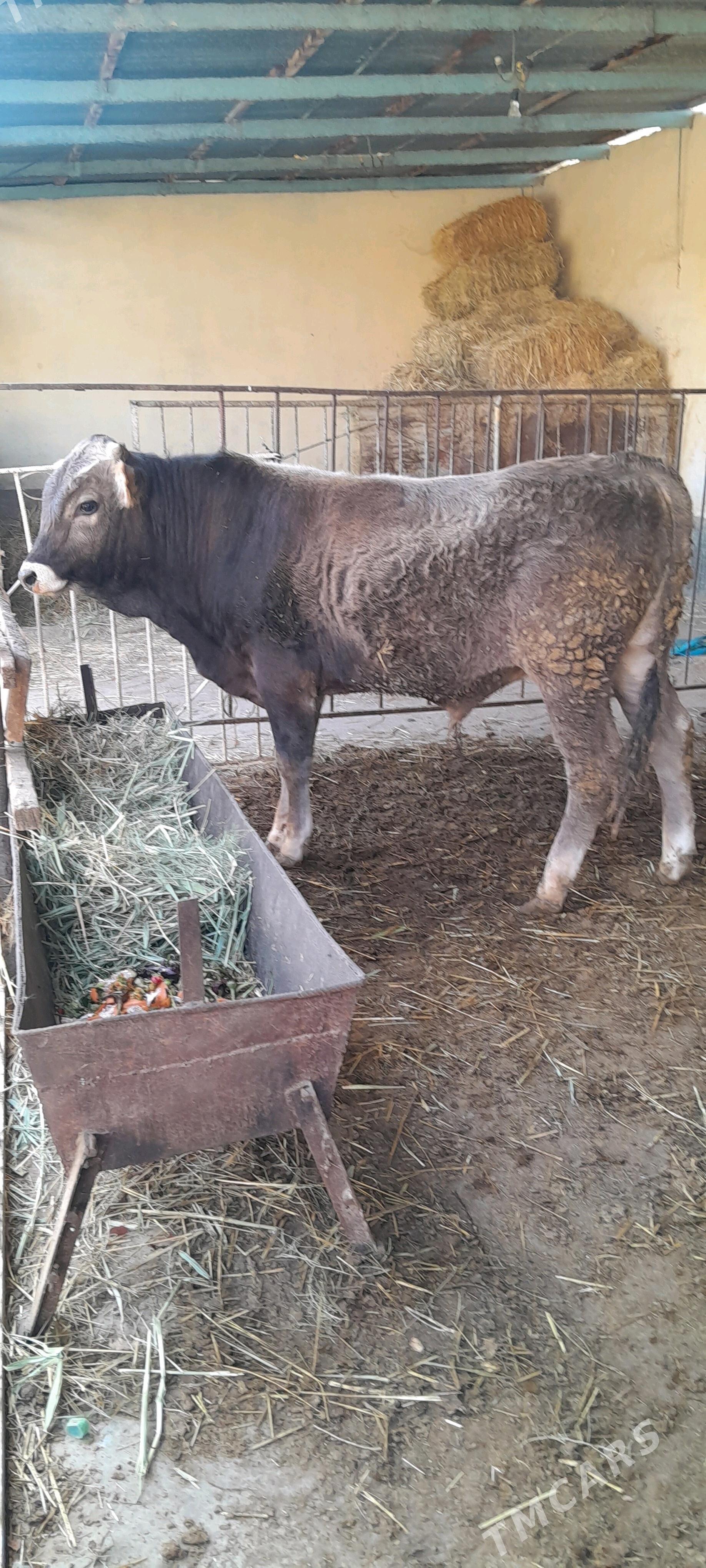 Bakylan şwes öküz - Бахарден - img 3