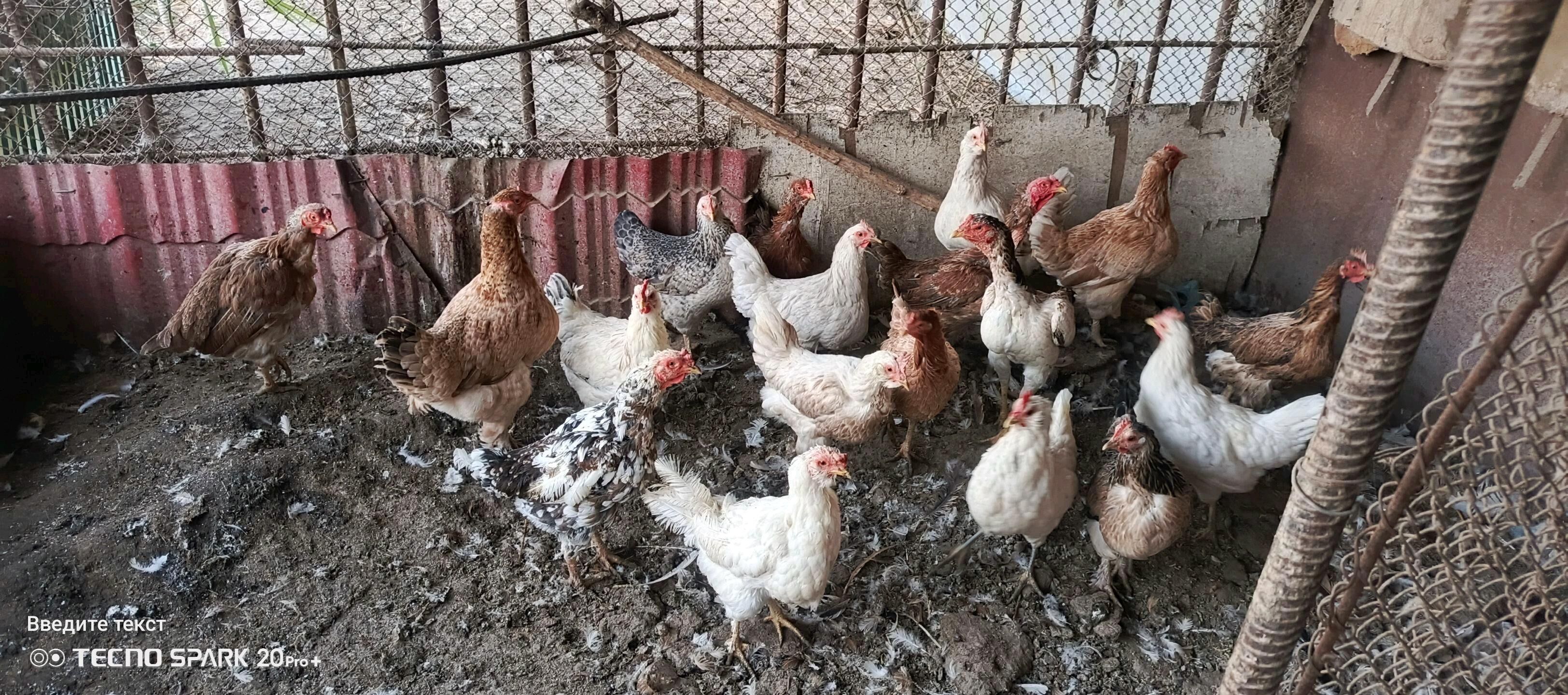 товук хораз - Туркменабат - img 2