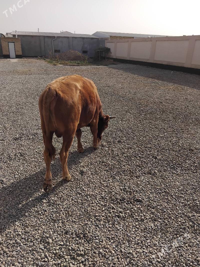 Öküz - Wekilbazar - img 4