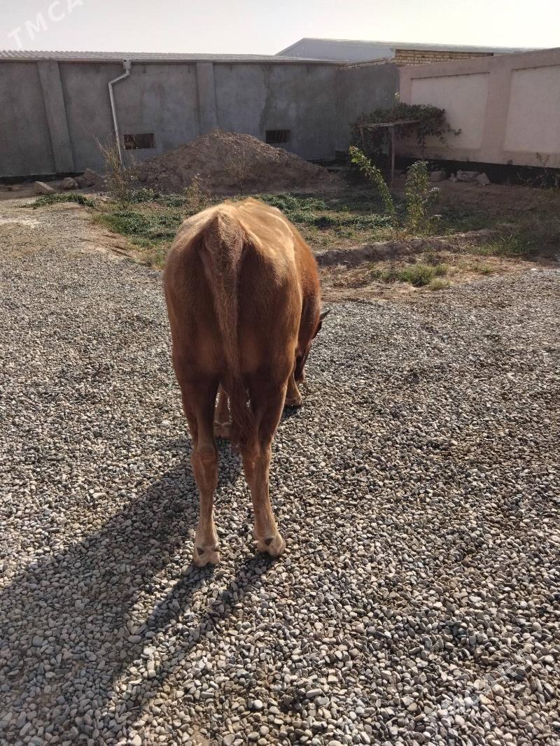 Öküz - Wekilbazar - img 3