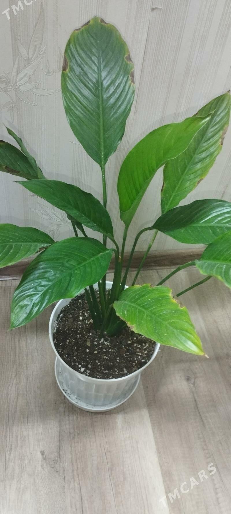 женское счастье - Aşgabat - img 4