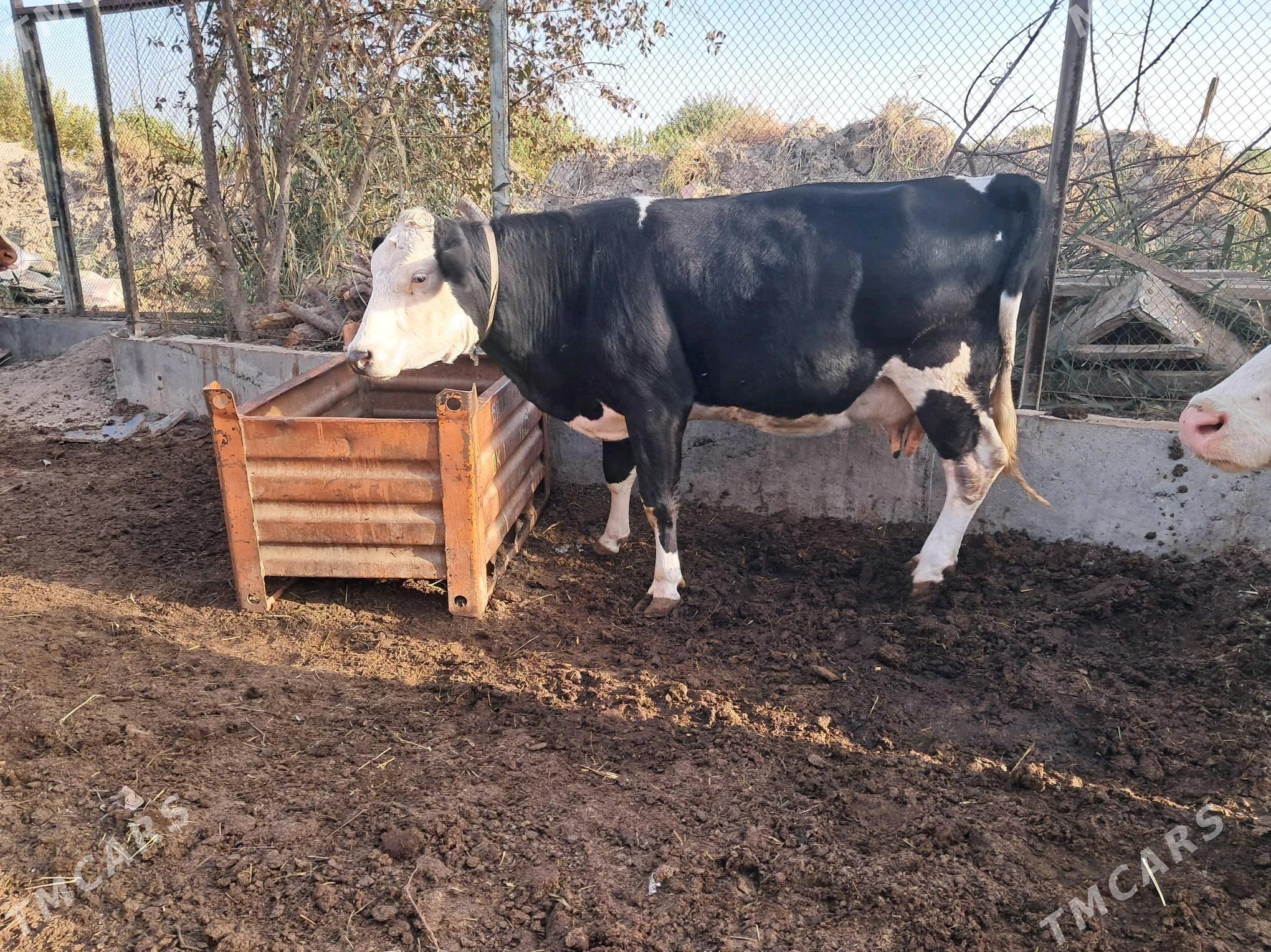 sygyr - Чарджоу - img 2