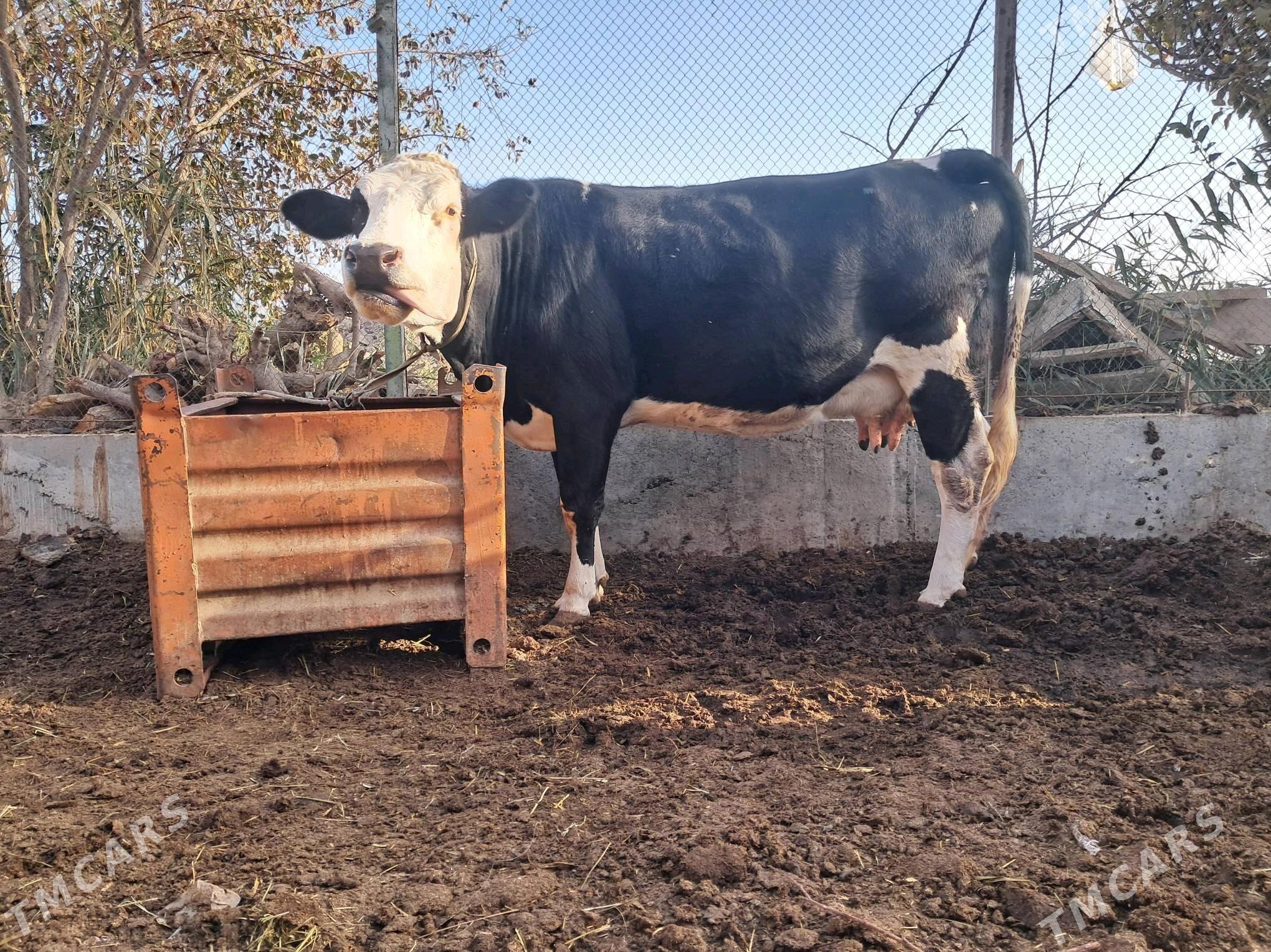 sygyr - Чарджоу - img 3