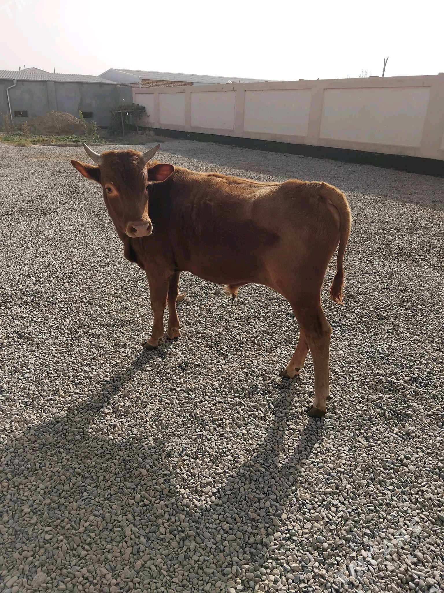 Öküz - Wekilbazar - img 2