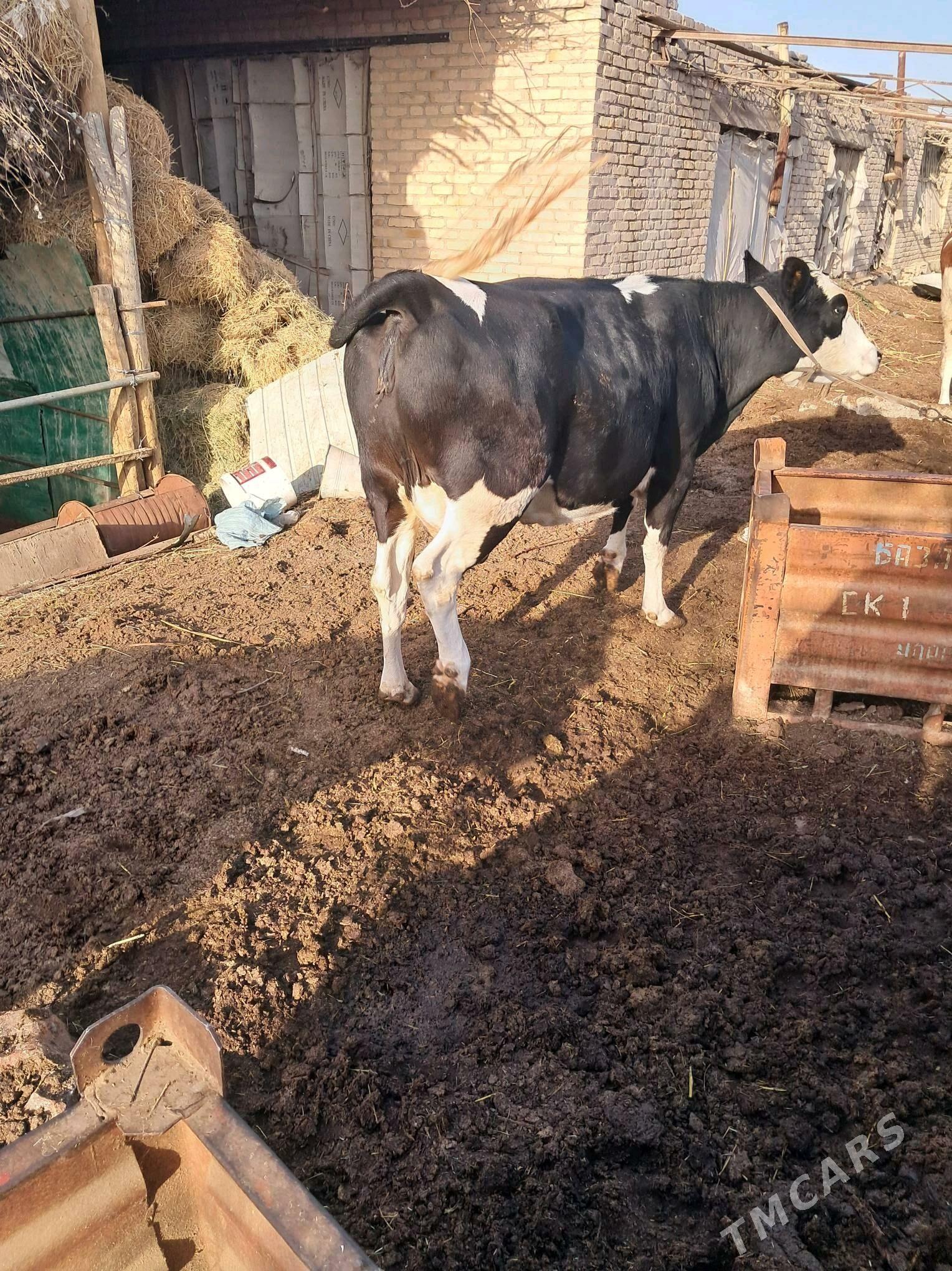 sygyr - Чарджоу - img 1