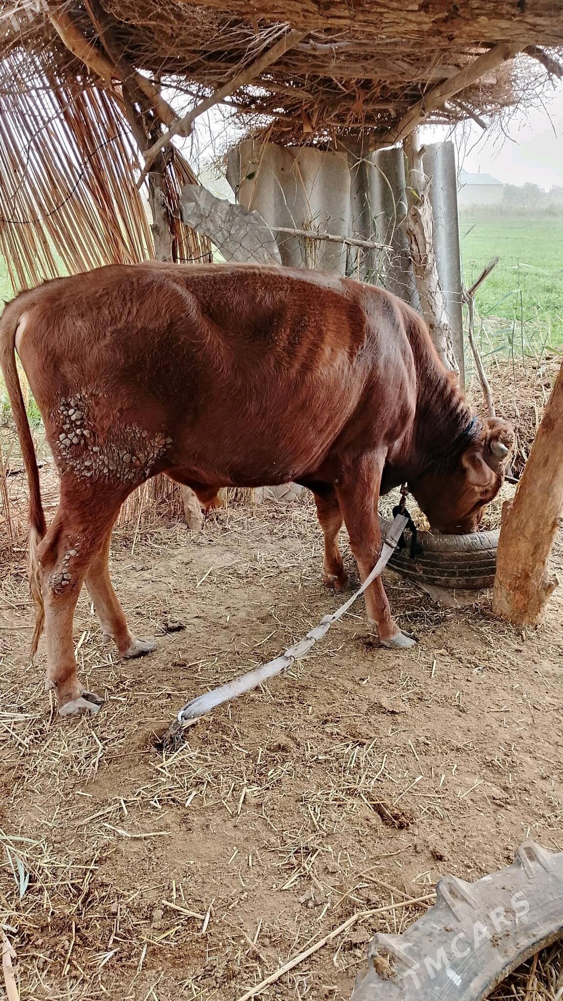 okuz - Бабадайхан - img 3