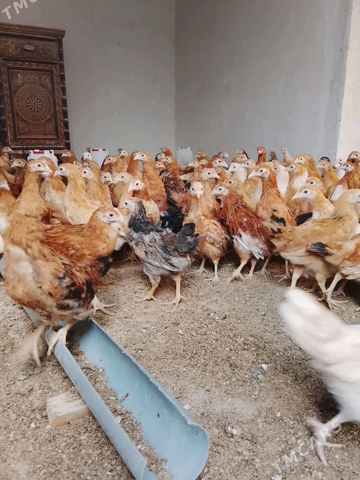 jüýje - Gökdepe - img 2