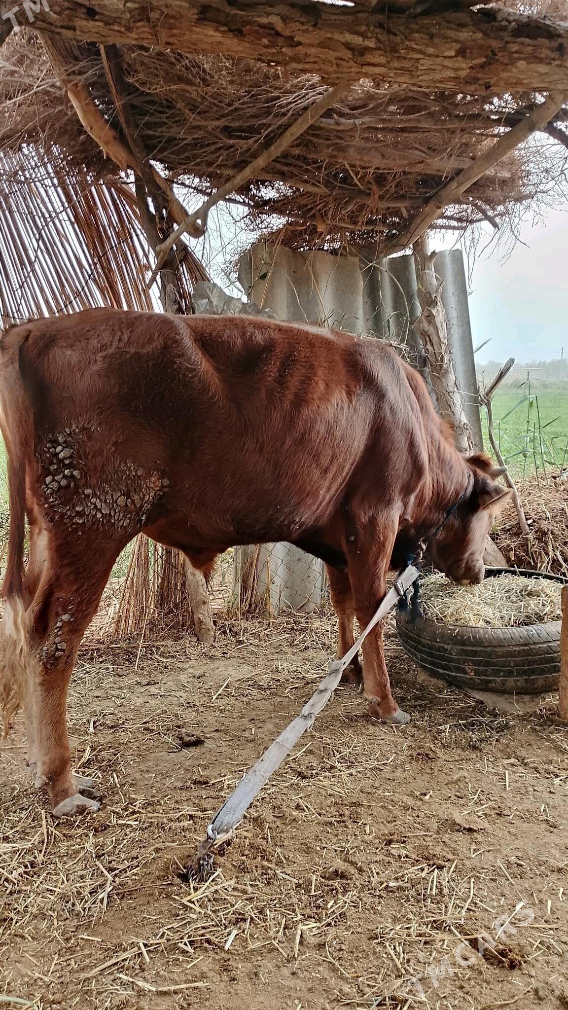 okuz - Бабадайхан - img 1