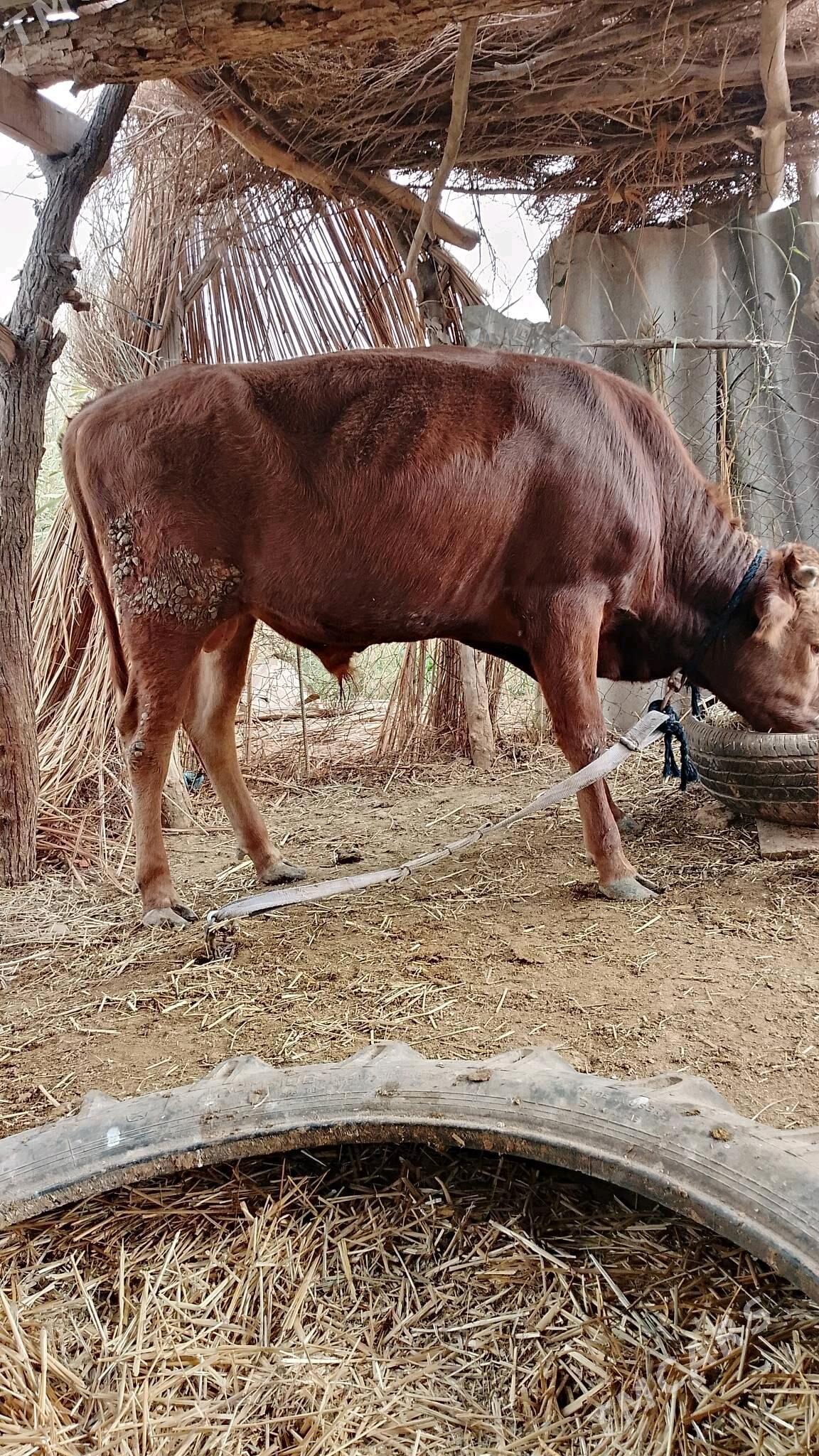 okuz - Бабадайхан - img 2