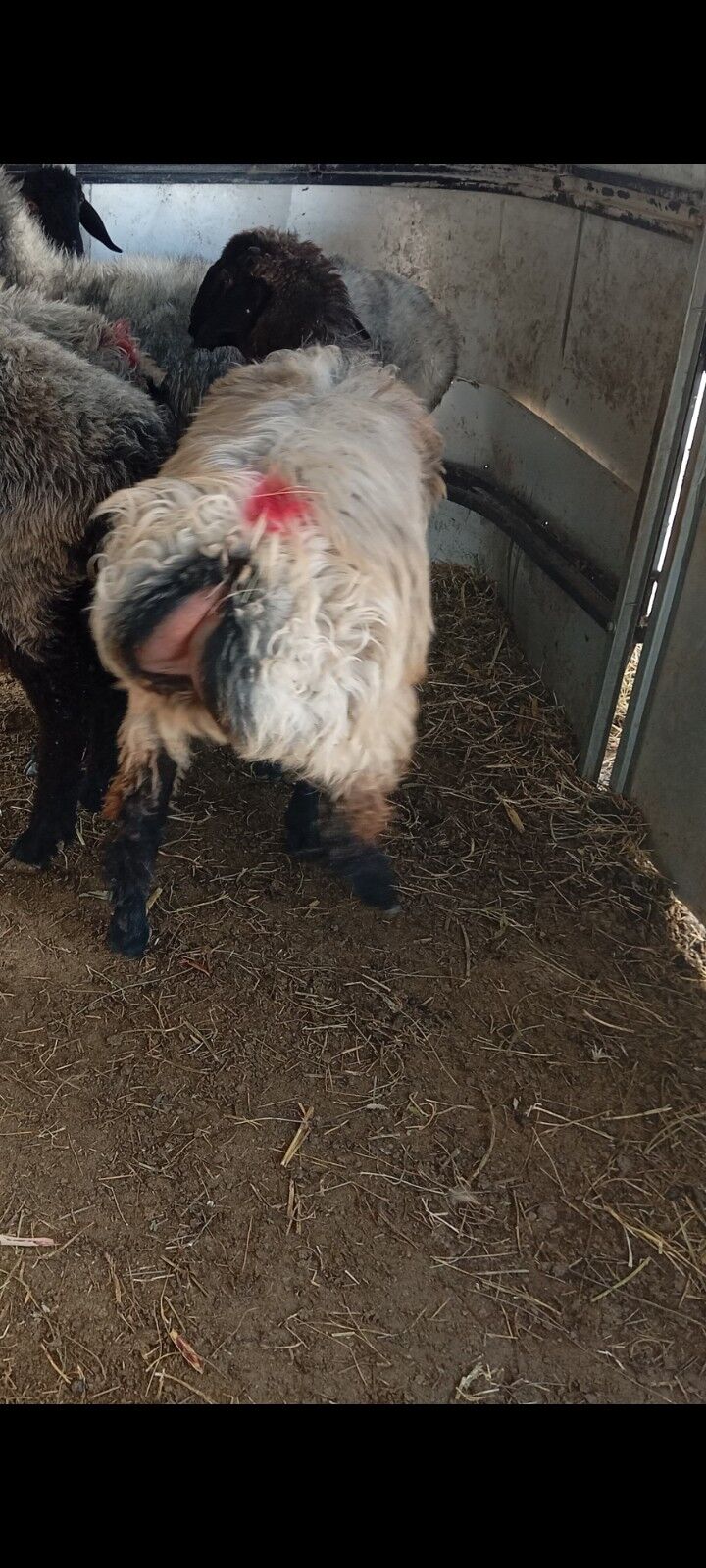 issek tokly goyun - Ашхабад - img 6